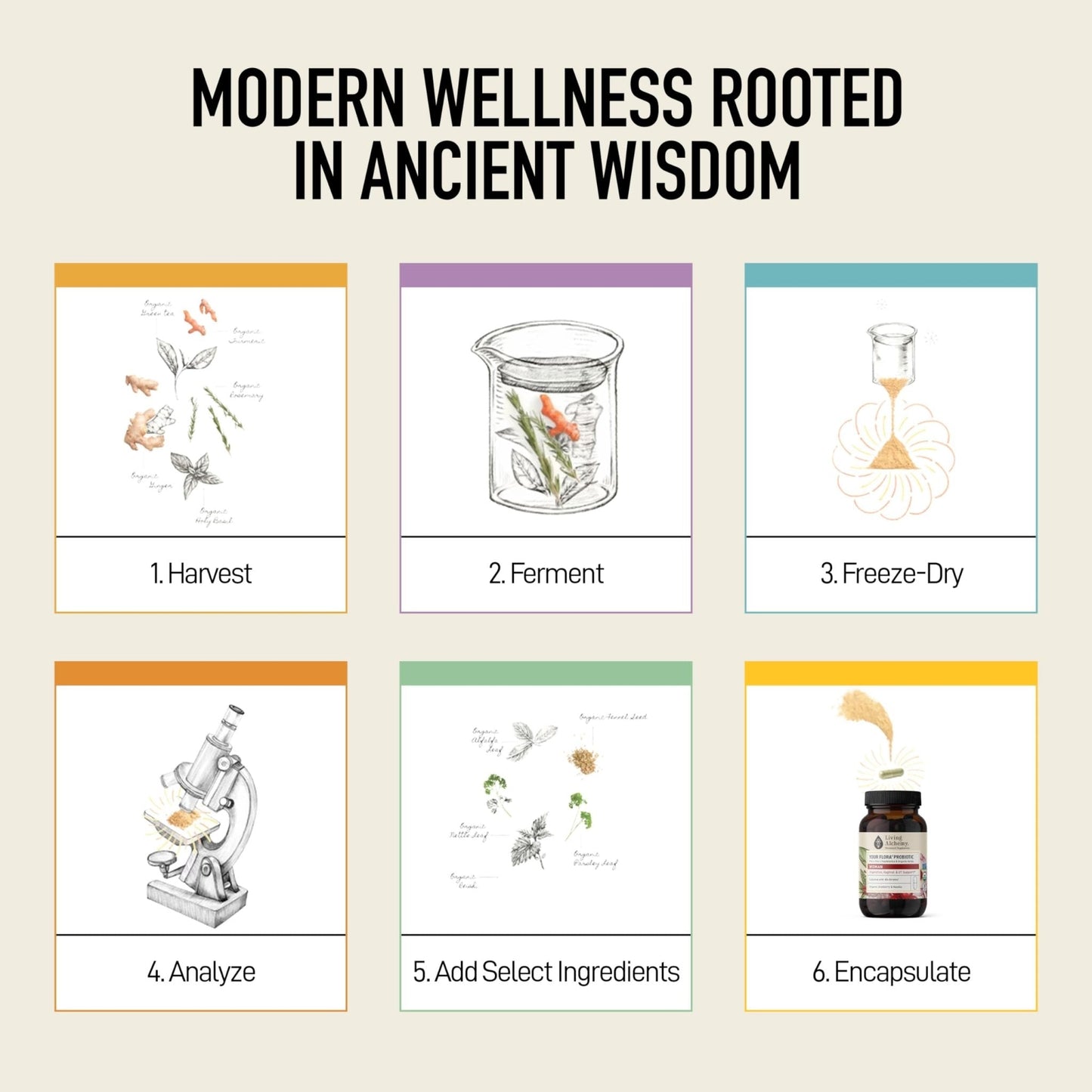 Living Alchemy Gut Health Supplements for Women - Your Flora Probiotics Women with Fermented Soybean, Cranberry Juice, Roselle, Prebiotics, Digestive Enzyme, & Probiotics - Vegan, Non-GMO, 60 Pcs - Maple Wellness Supplements