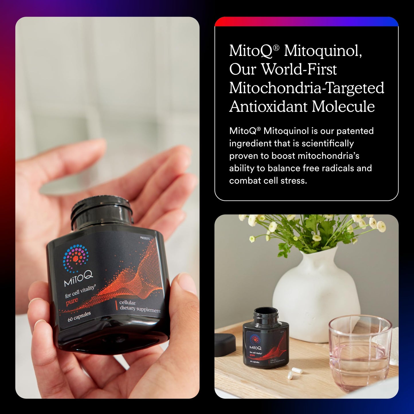 MitoQ Pure Advanced Mitochondria Supplement Superior Bioavailability to CoQ10 | Reduces Free Radical Damage for Healthy Aging, Metabolism, Heart Health, Energy, Strength & Mobility - Maple Wellness Supplements