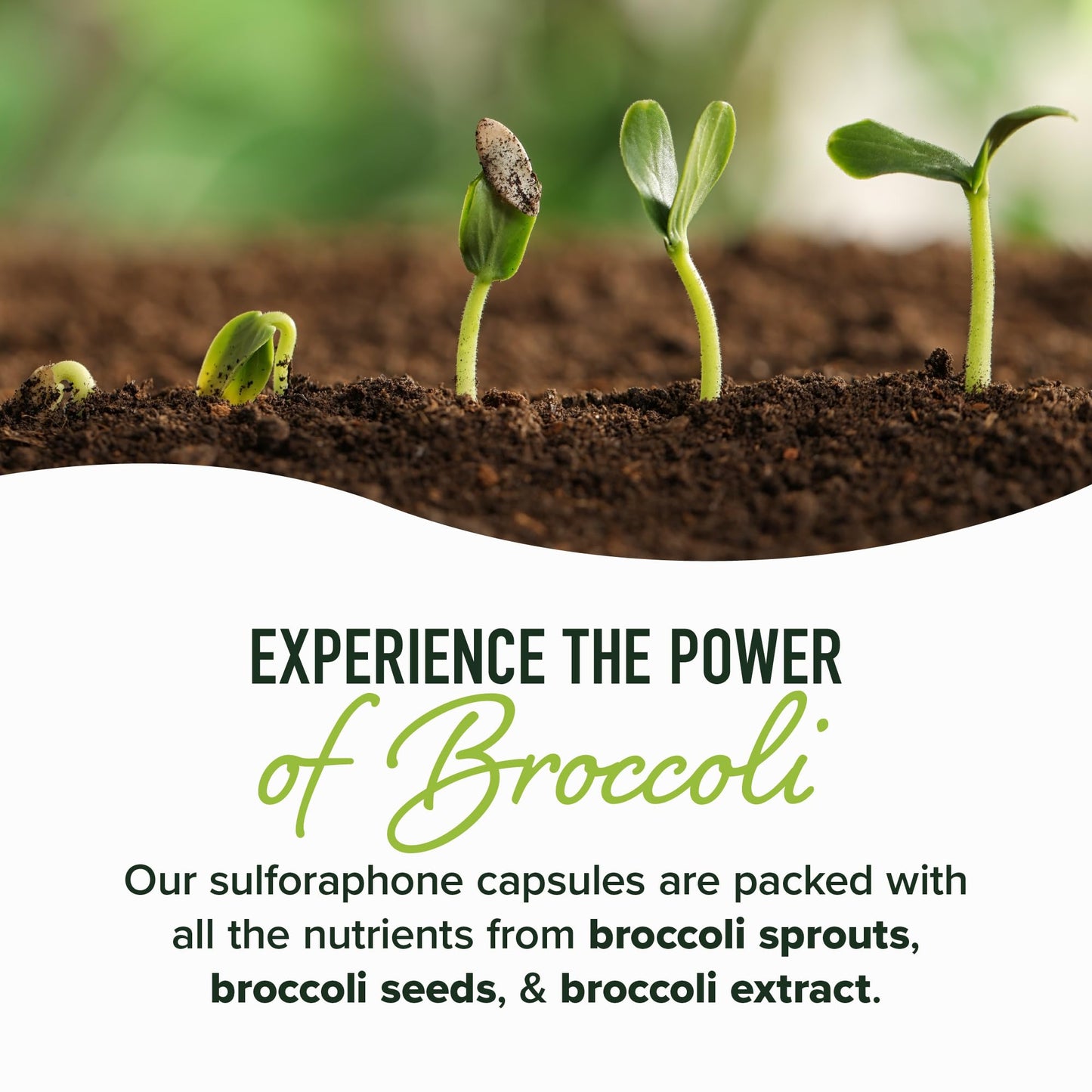 50MG Sulforaphane Supplement from Broccoli Sprouts | NRF2 Activation, Cellular Health & Immune Support | Glucoraphanin, Myrosinase & Antioxidants | Third-Party Tested - Maple Wellness Supplements