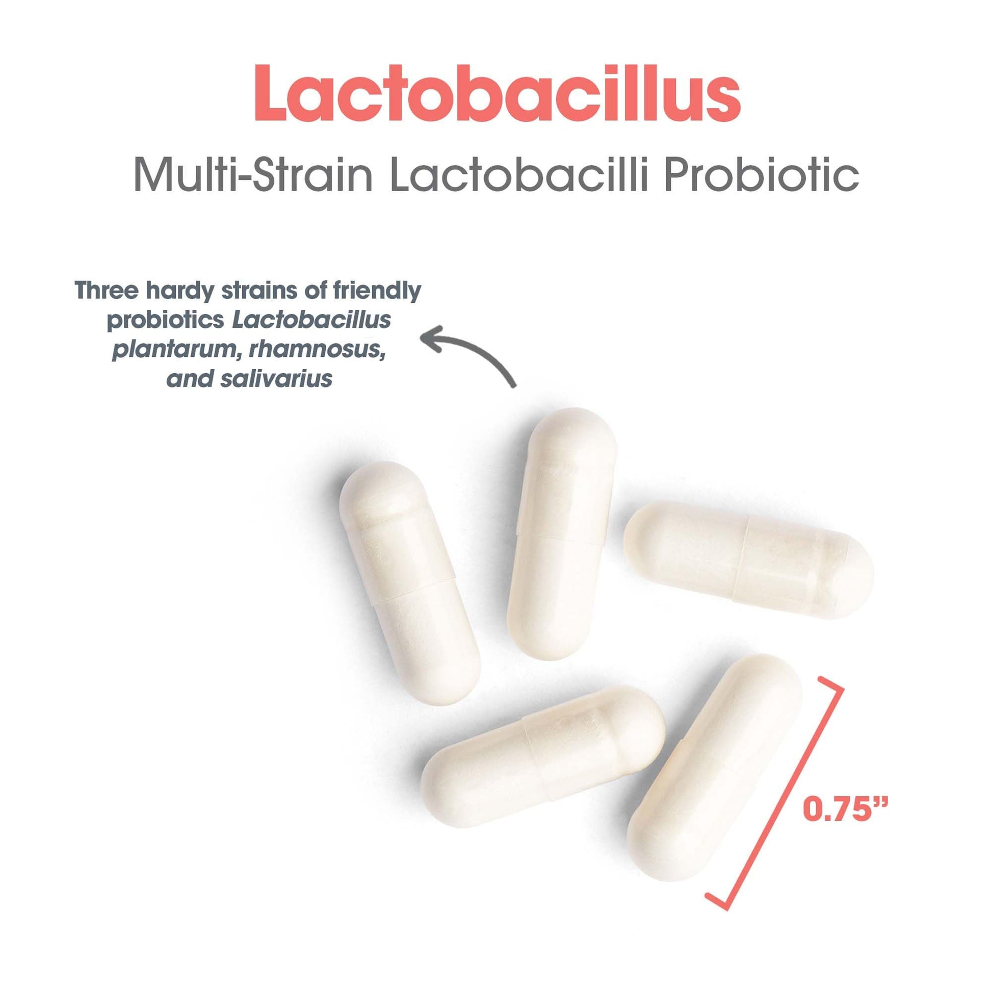 Allergy Research Group Lactobacillus Supplement - Probiotics for Men & Women, Digestive Health, Gut Health, Vegetarian Capsules - 100 Count Allergy Research GroupBuy Supplements Australia