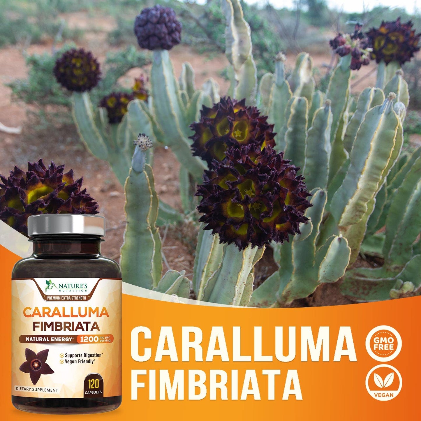 Pure Caralluma Fimbriata Extract Highly Concentrated 1200mg - Natural Endurance Support Nature's NutritionBuy Supplements Australia