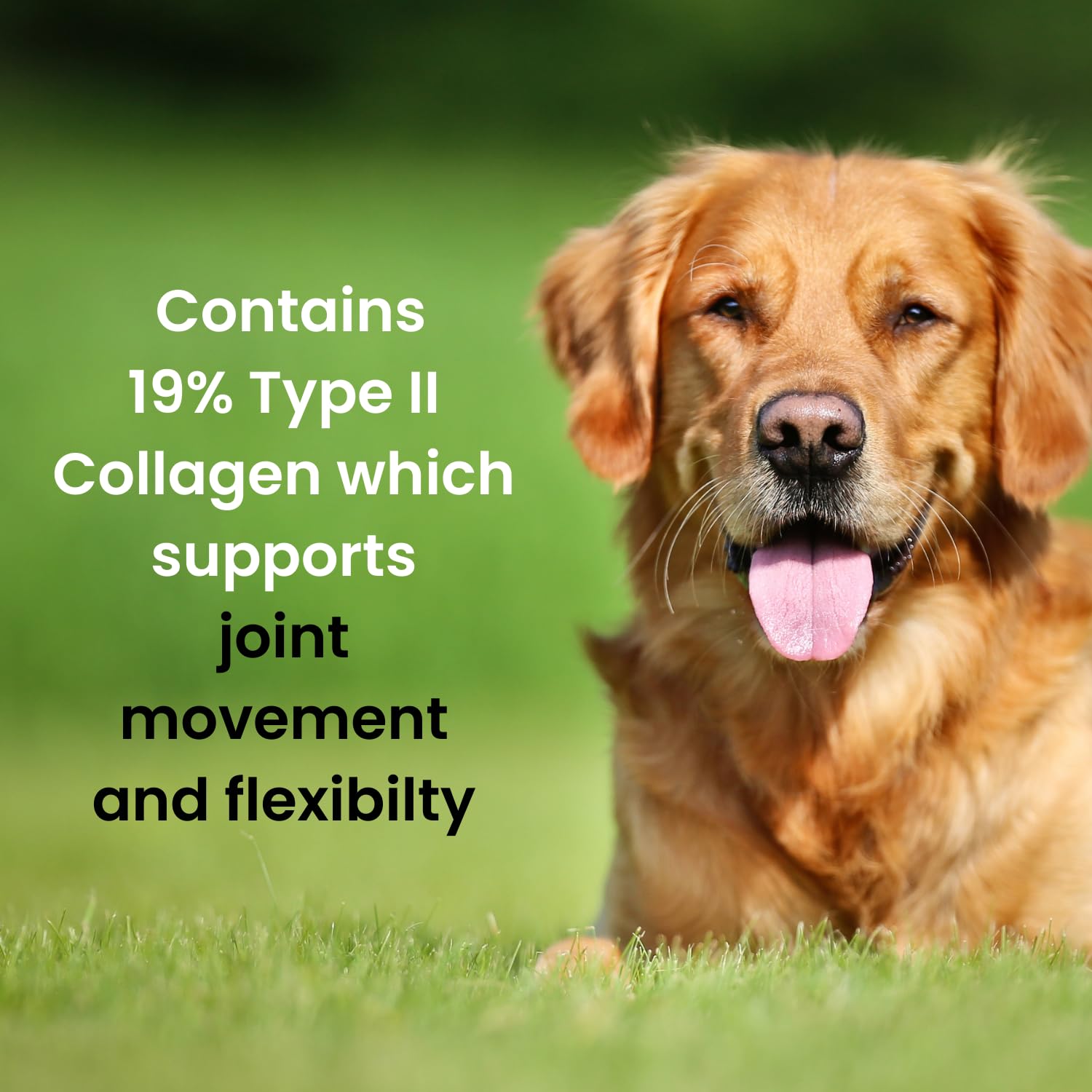Hofseth BioCare Brilliant Bone & Joint Supplement for Dogs - High Strength Calcium & Collagen Powder for Joint & Hip Support, Essential Supplement for Dog’s of All Ages - 10.6 Oz Hofseth BioCareBuy Supplements Australia