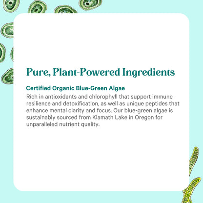PURE SYNERGY Blue-Green Algae Powder | Superfood Powder with Chlorophyll | Organic AFA Blue Green Algae Supplement | Supports Energy, Mental Clarity, and Detoxification (3.2 oz.) PURE SYNERGYBuy Supplements Australia