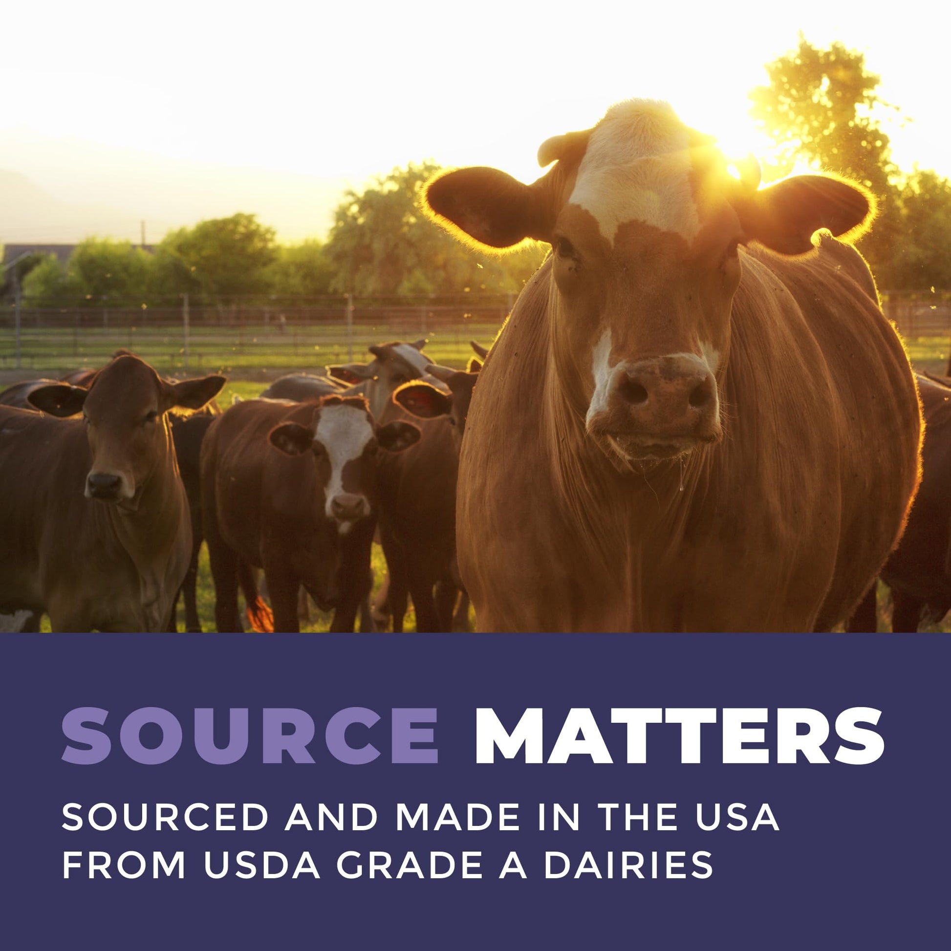 Colostrum Powder – USA Sourced Bovine Colostrum for Humans for Immune Support, Gut Health, Muscle Recovery - Single Ingredient, No Additives, Grass Fed, Non-GMO Colostrum Supplement for Women and Men Left Coast PerformanceBuy Supplements Australia