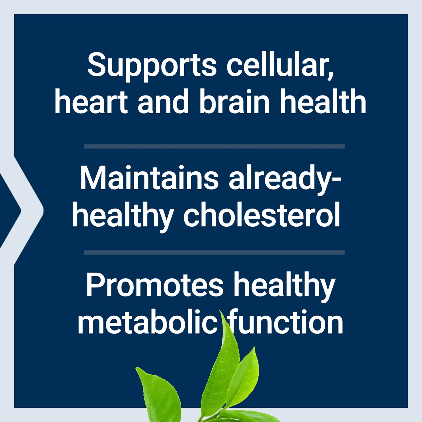 Life Extension Decaffeinated Mega Green Tea Extract – Polyphenol-Rich, Cell Health Life ExtensionBuy Supplements Australia