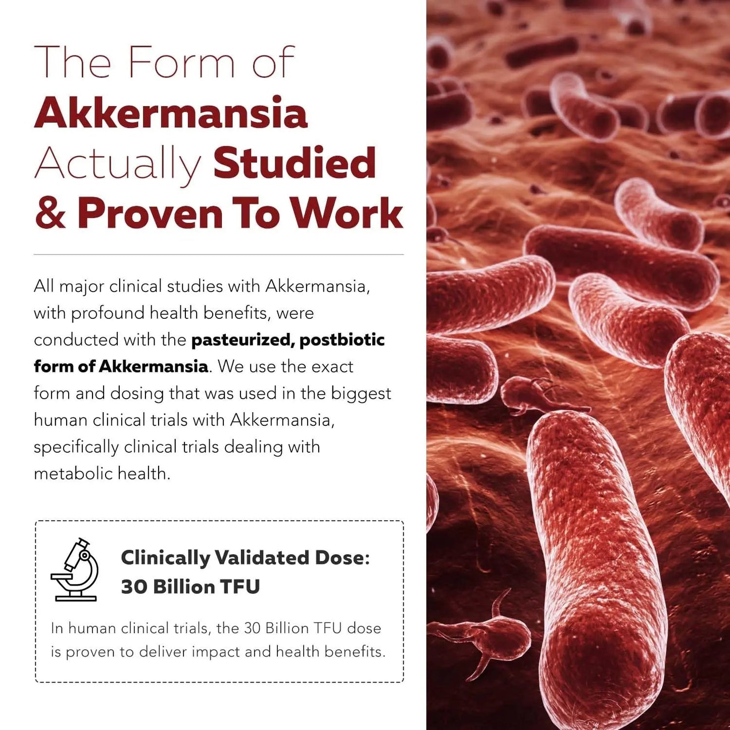 AK-Postbio: Akkermansia Probiotic 30 Billion TFU - Max Strength, Clinically Validated Dose & Patented Strain - Superior Pasteurized Form, Highest Absorption, Delivery - GLP-1 Probiotic - 30 Servings Triquetra HealthBuy Supplements Australia