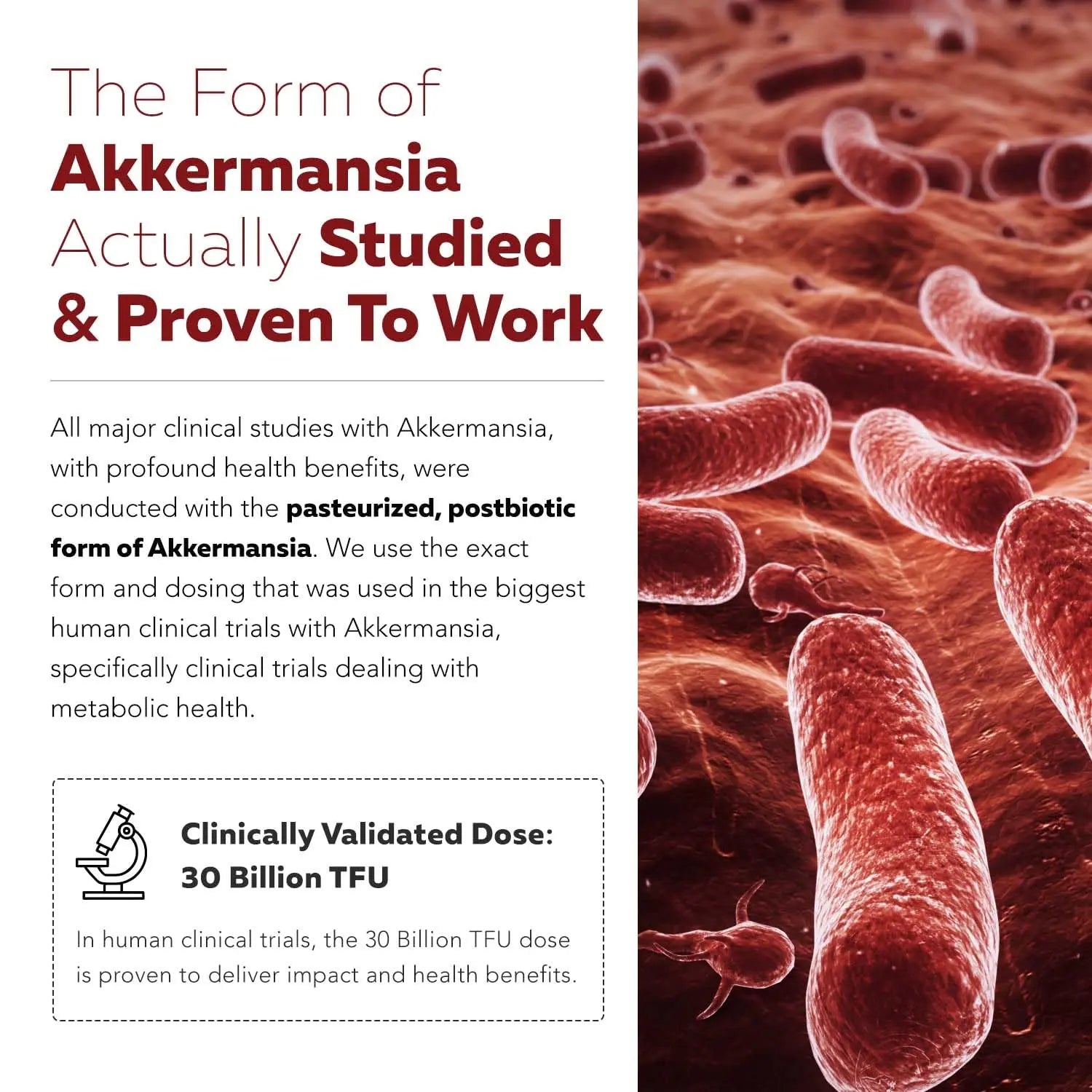 AK-Postbio: Akkermansia Probiotic 30 Billion TFU - Max Strength, Clinically Validated Dose & Patented Strain - Superior Pasteurized Form, Highest Absorption, Delivery - GLP-1 Probiotic - 30 Servings Triquetra HealthBuy Supplements Australia