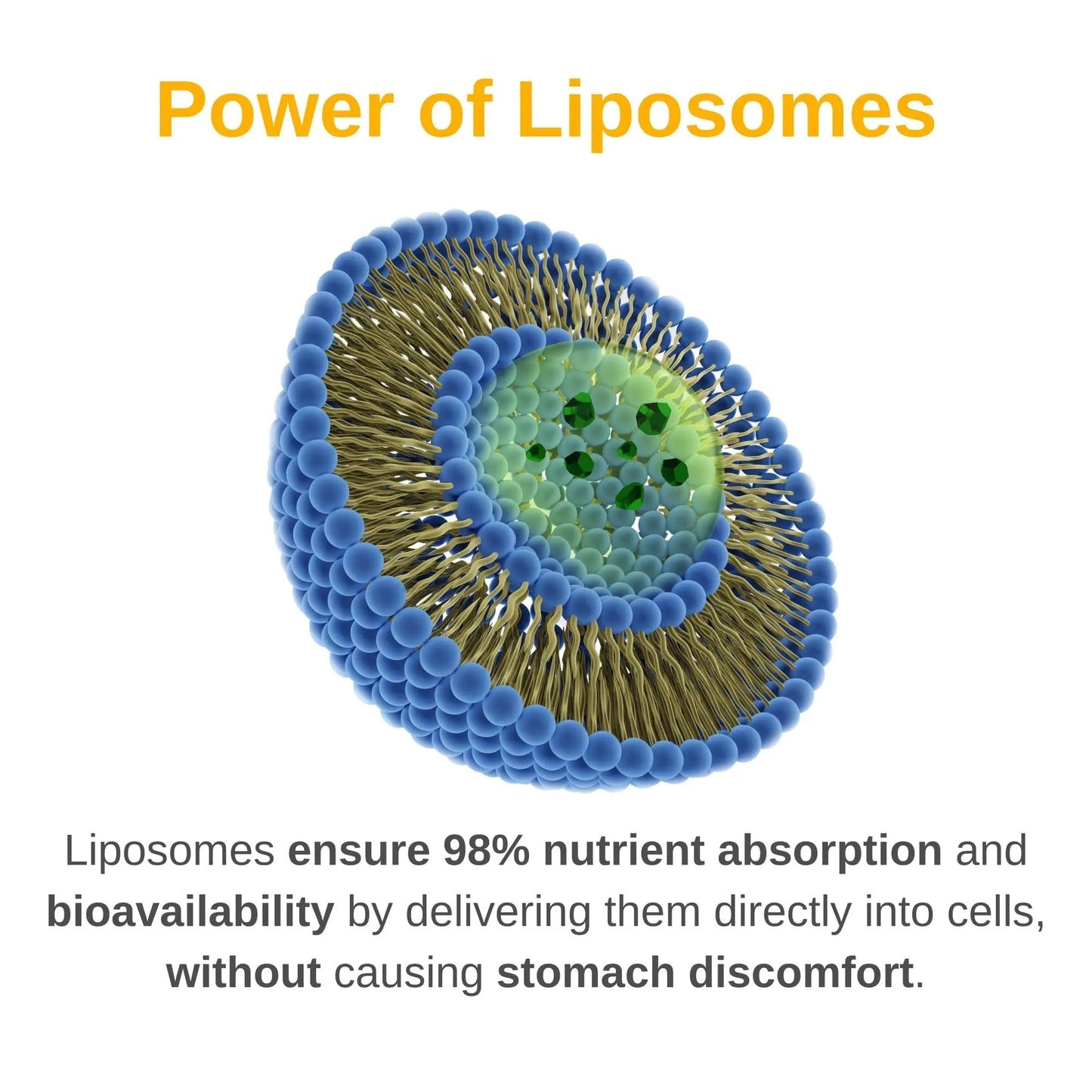 Vitaminally Liposomal Men's Liquid Multivitamin Drops | Non-GMO | Sugar Free | Gluten Free | 30 Day Supply | Vitaminally