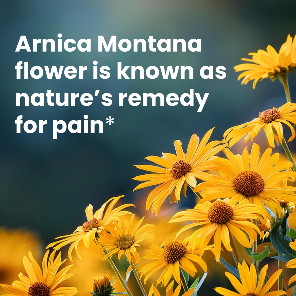 Sanar Naturals Arnica Roll On, 3 oz | Fast Acting Muscle Rub Relief & Joint Support | Soothing Topical Arnica Clear Gel for Post Workout and Daily Use | Non-Greasy, Travel Size Sanar NaturalsBuy Supplements Australia
