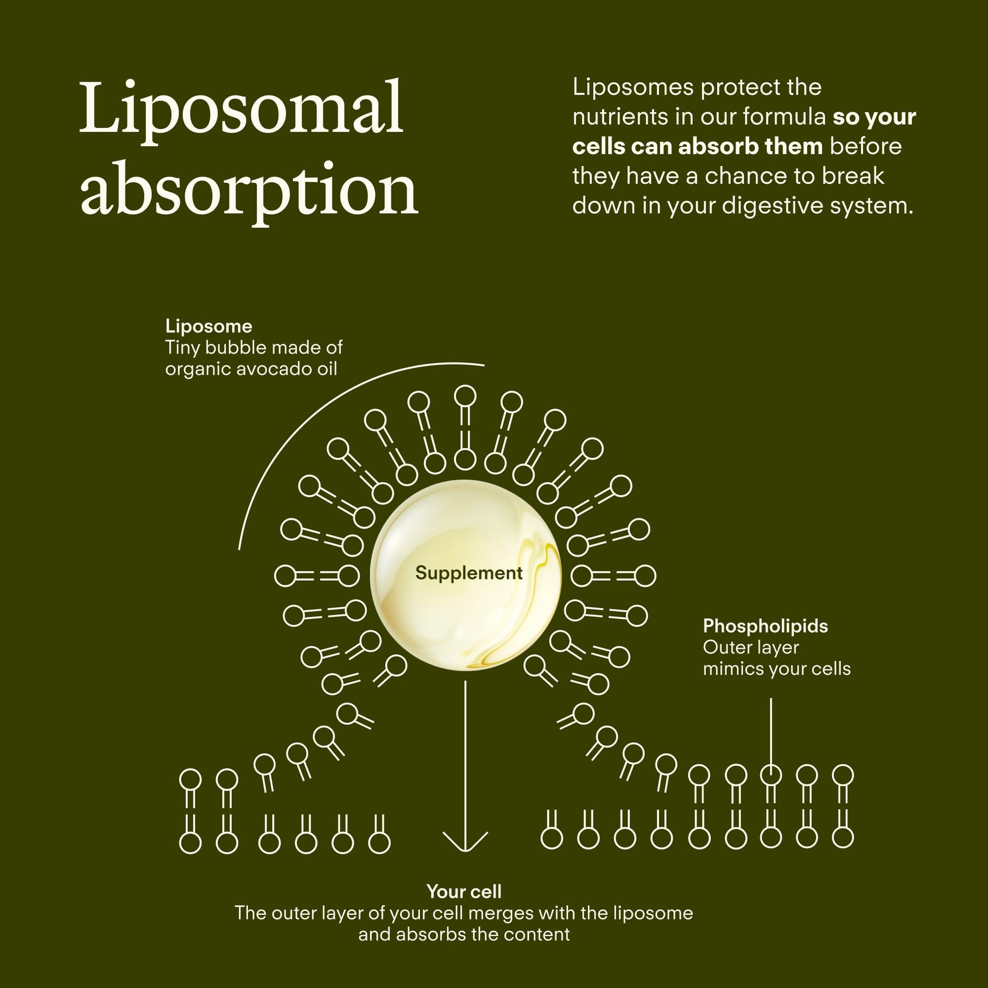Sunny Within Immunity - 6-in-1 Liposomal Vitamin C Packets, Zinc, D3 + K2, Quercetin, Bee Propolis & Avocado Oil - Antioxidant Liquid Supplement for Immunity, Skin & Bone* - 30 Pouches Sunny WithinBuy Supplements Australia