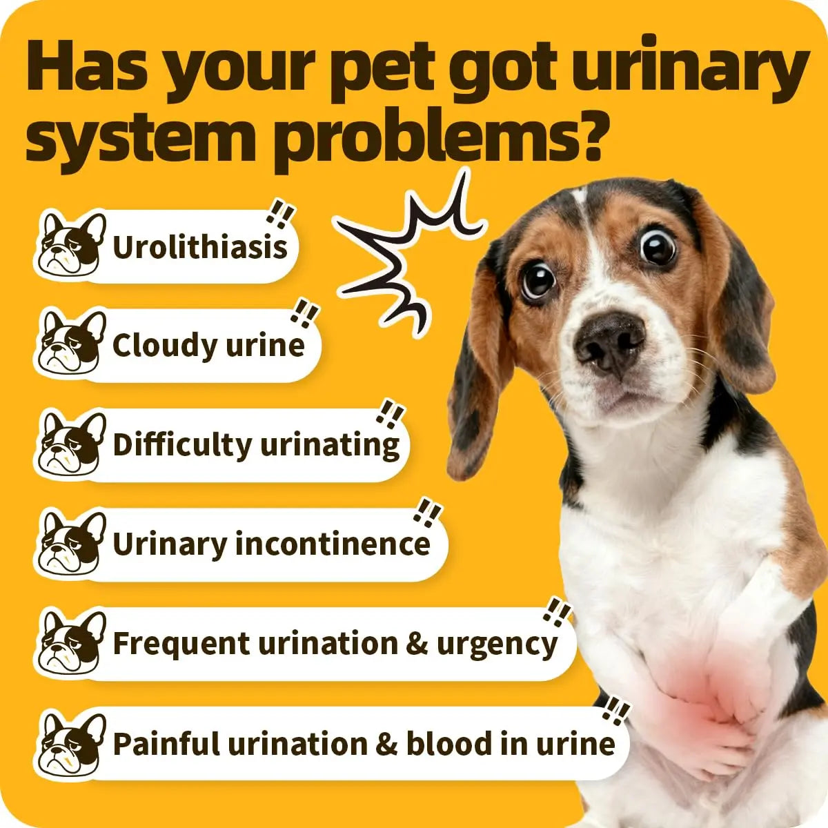 Cassiel Pet Bladder Supports Chews for Urinary Tract Health, Infection Treatments, Bladder Health, Dog UTI, Bladder Stones, Incontinence Support, Urinary Pain Relief for Cat & Dog 10 Chews (1 Bottle) Cassiel petBuy Supplements Australia