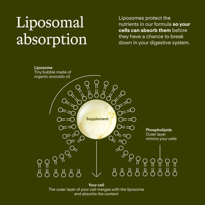 Sunny Within - Brain Health Supplement - Magnesium L-Threonate from Magtein®, Lion’s Mane, Alpha GPC, L-Theanine, ALA & Avocado Oil - Focus, Mood & Memory Support* - 30 Daily Vegan Pouches Sunny WithinBuy Supplements Australia