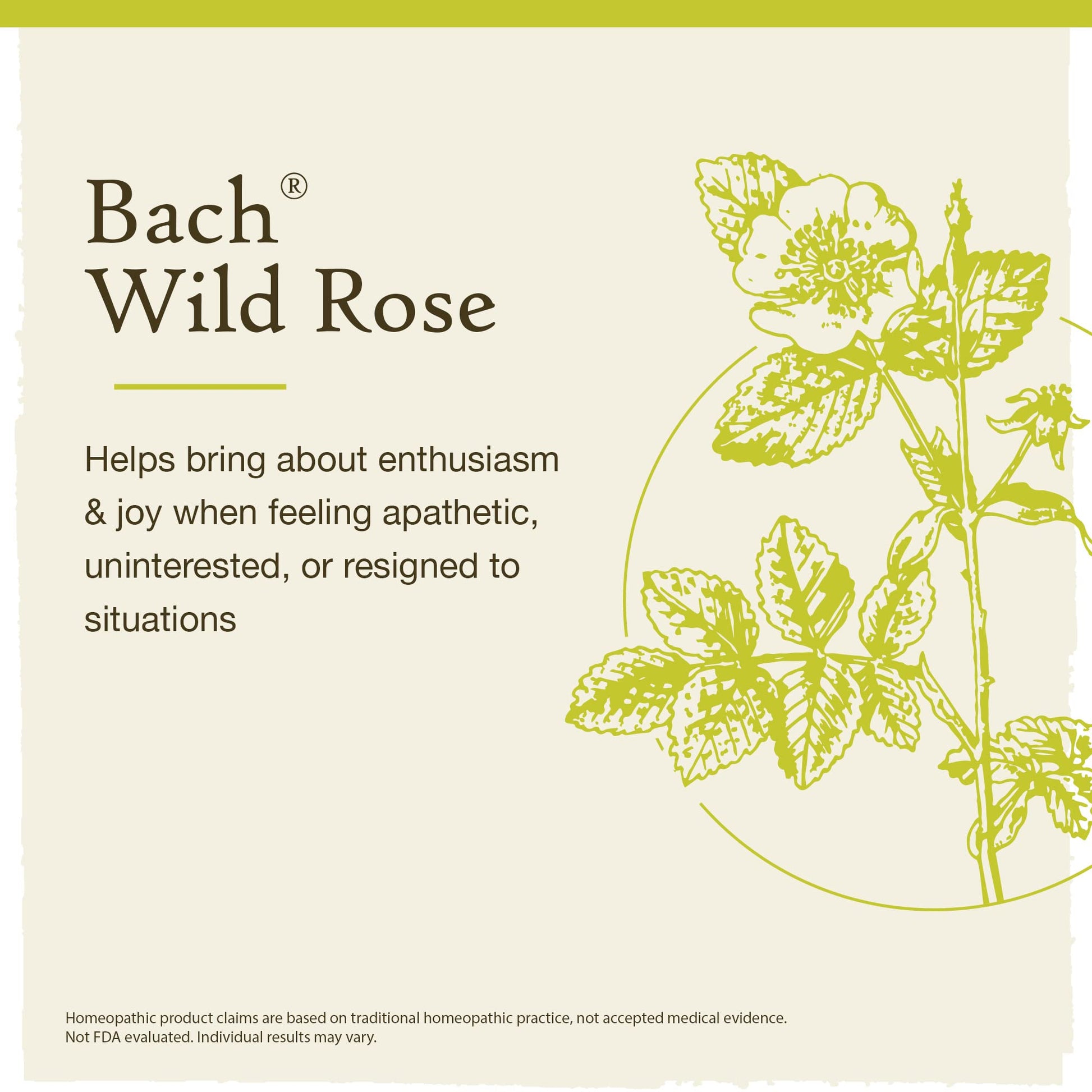 Bach Original Flower Remedies, Wild Rose for Enthusiasm (Non-Alcohol Formula), Natural Homeopathic BachBuy Supplements Australia