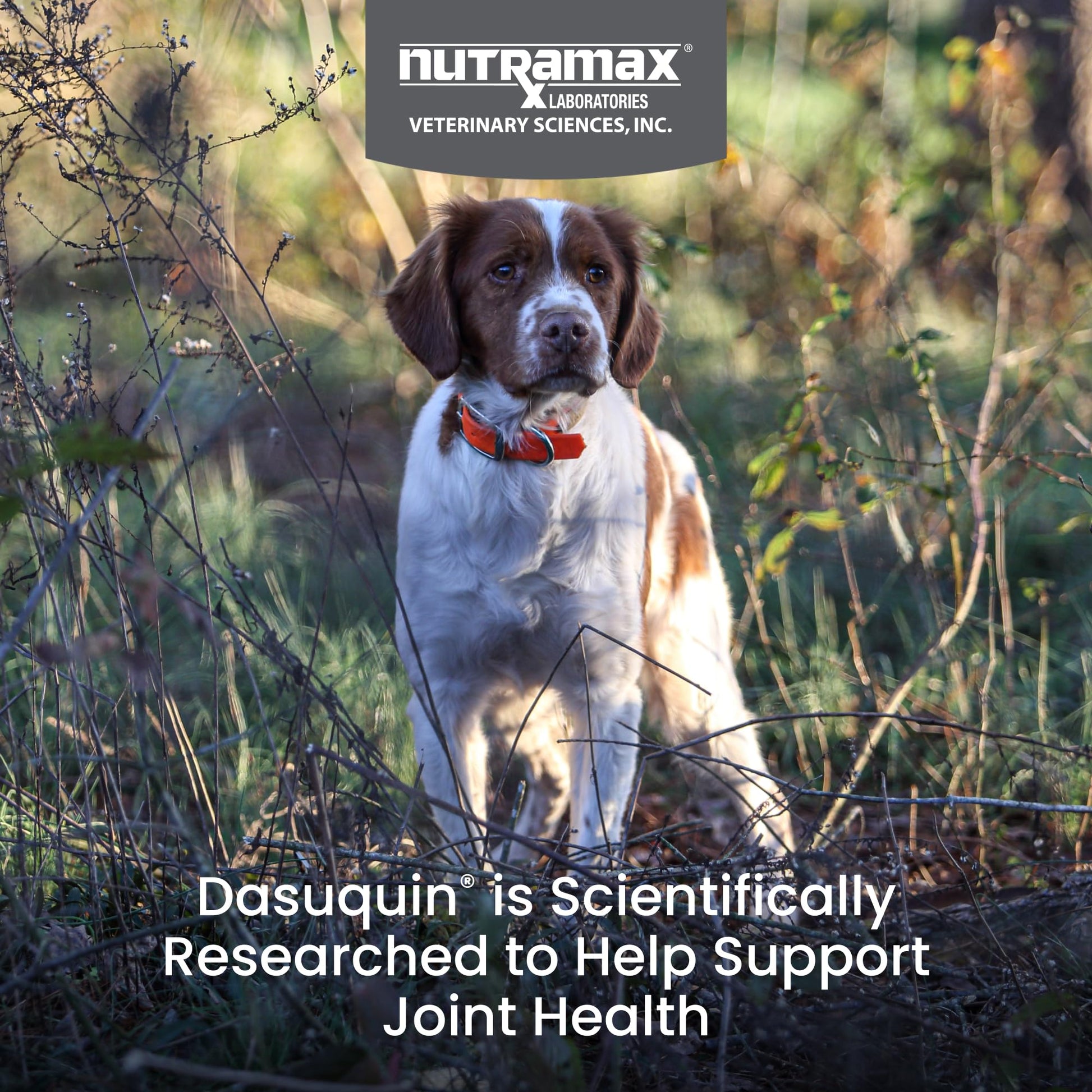 Nutramax Dasuquin for Small to Medium Dogs, Joint Health Supplement, Contains Glucosamine for Dogs, Plus Chondroitin, ASU, MSM and More, Supports Healthy Joints, Chewable Tablets, 150 Count Nutramax LaboratoriesBuy Supplements Australia