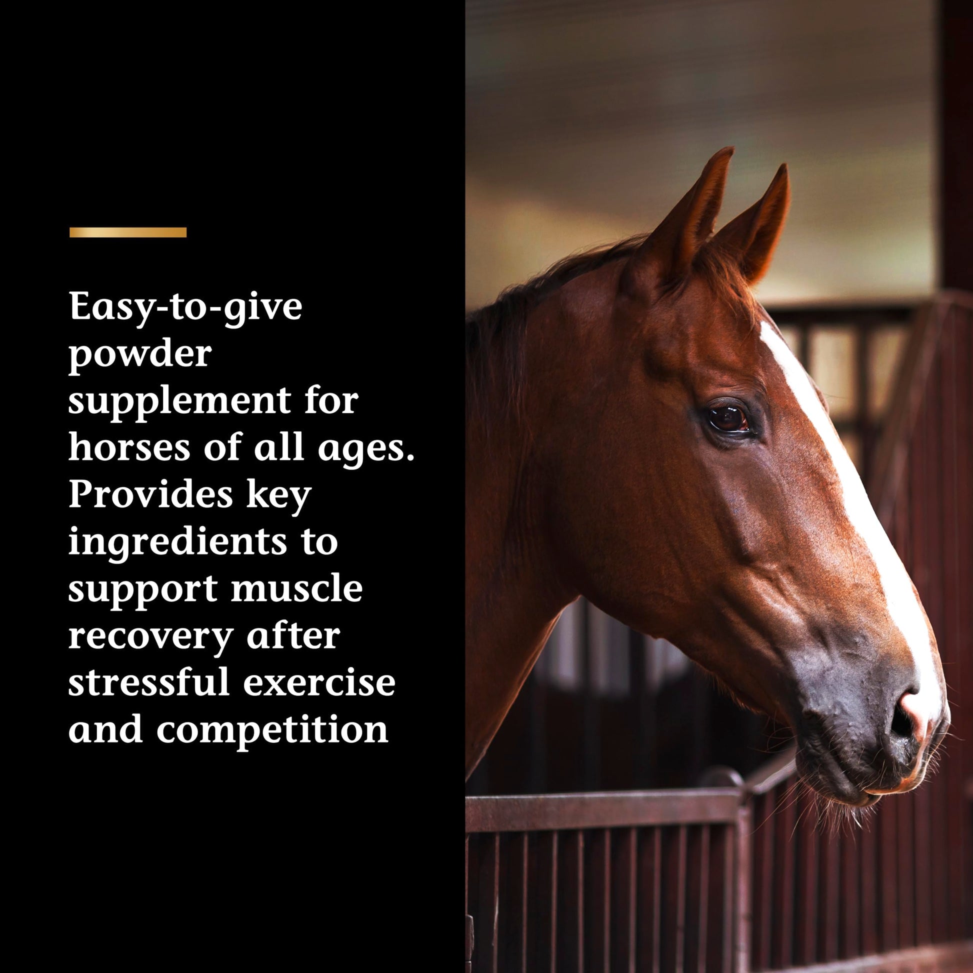 Vita Flex Pro Recovery by the Makers of Lactanase, Post Performance Horse Supplements 40 g, Show Safe Muscle Recovery Supplements, Amino Acids for Horses, Strength & Joint Health Vita FlexBuy Supplements Australia