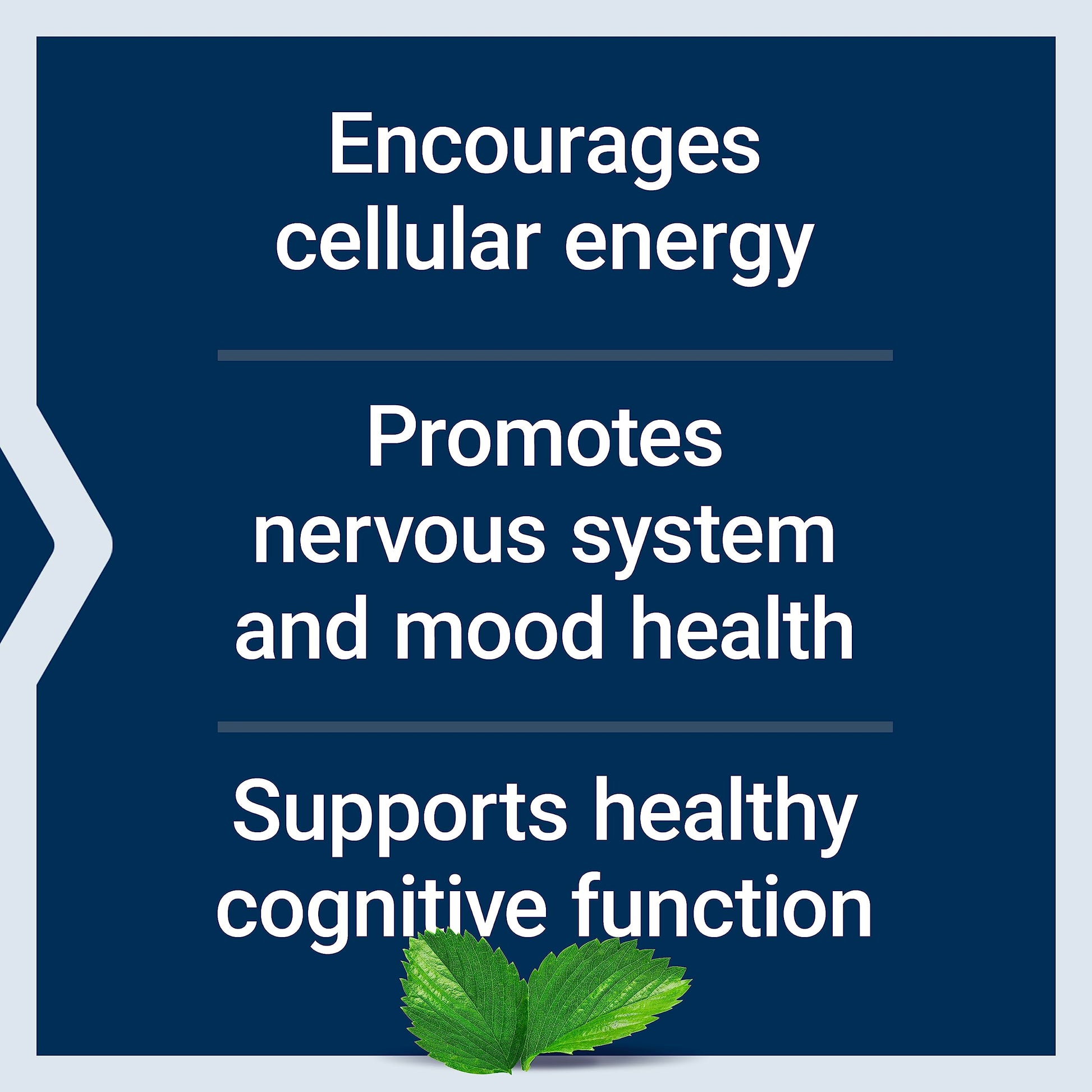 Life Extension Acetyl-L-Carnitine, Acetyl-L-Carnitine, vitamin C, Brain, mood & nerve health Life ExtensionBuy Supplements Australia