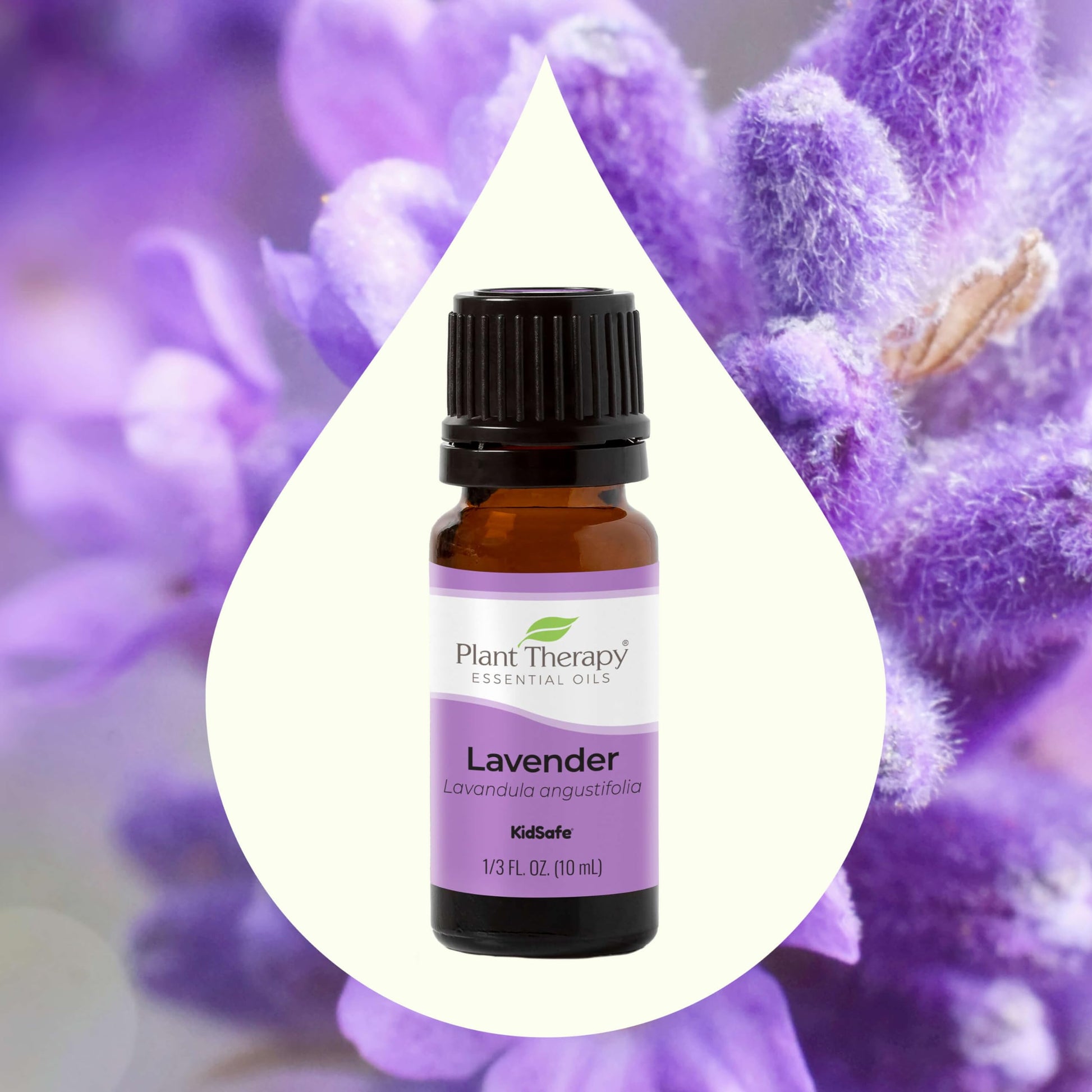 Plant Therapy Lavender Essential Oil 100% Pure, Undiluted, Therapeutic Grade, Aromatherapy Diffuser Plant TherapyBuy Supplements Australia