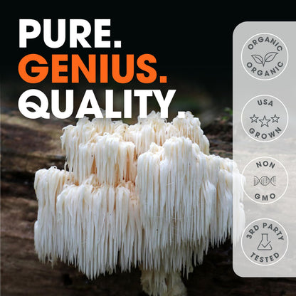Genius Lions Mane Supplement Capsules - Organic Nootropic Supplement, 1200mg per The Genius BrandBuy Supplements Australia