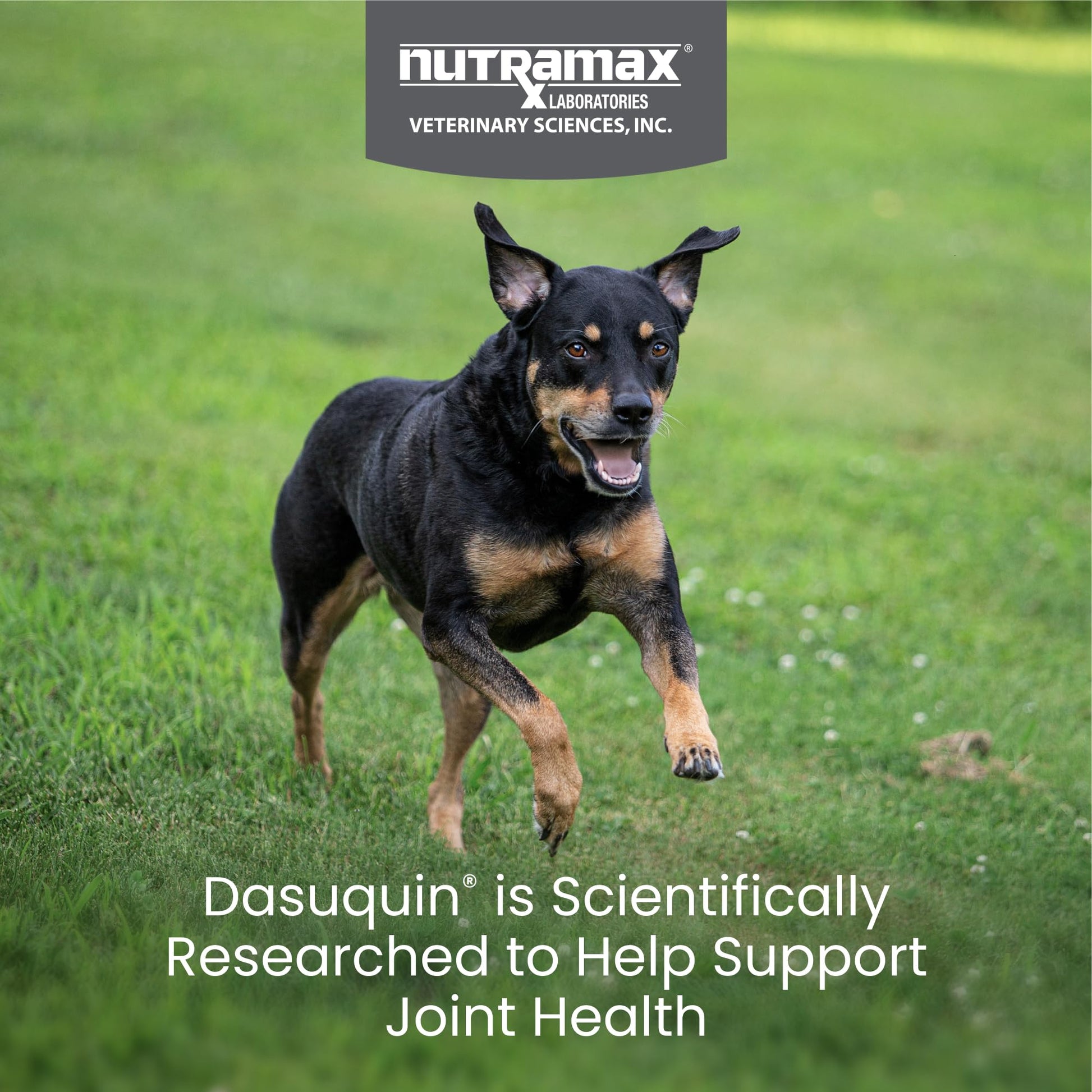 Nutramax Dasuquin for Small to Medium Dogs, Joint Health Supplement, Contains Glucosamine for Dogs, Plus Chondroitin, ASU and More, Supports Healthy Joints, Chewable Tablets, 150 Count Nutramax LaboratoriesBuy Supplements Australia