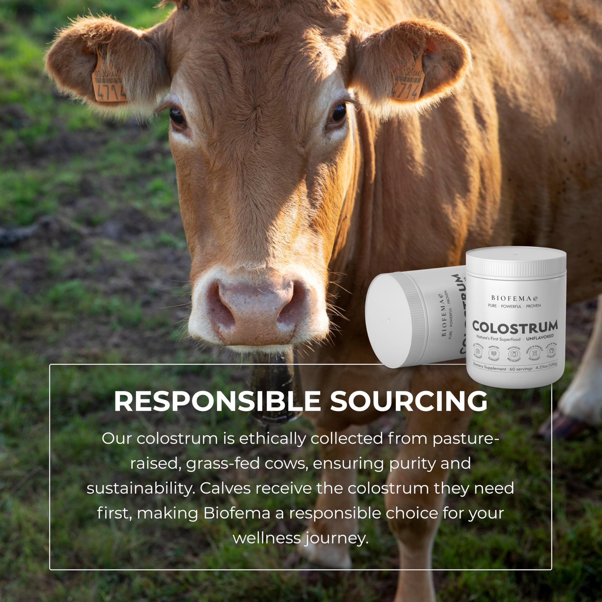 BIOFEMA Bovine Colostrum Supplement - Natures Superfood – First Milk Powder Magic for Gut Health, Immune Support, Physical Recovery, Skin, Hair & Nail Health BIOFEMABuy Supplements Australia