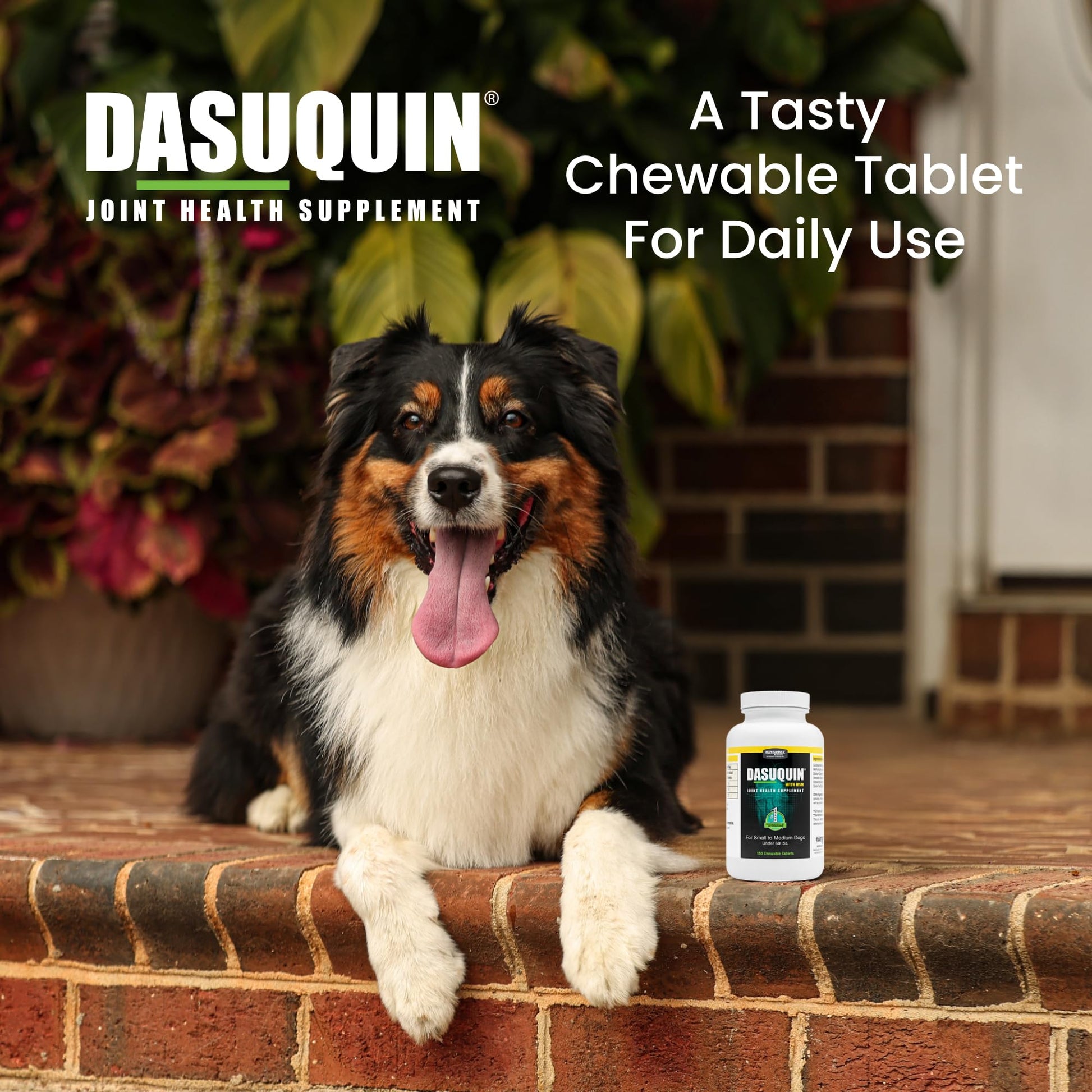 Nutramax Dasuquin for Small to Medium Dogs, Joint Health Supplement, Contains Glucosamine for Dogs, Plus Chondroitin, ASU, MSM and More, Supports Healthy Joints, Chewable Tablets, 150 Count Nutramax LaboratoriesBuy Supplements Australia