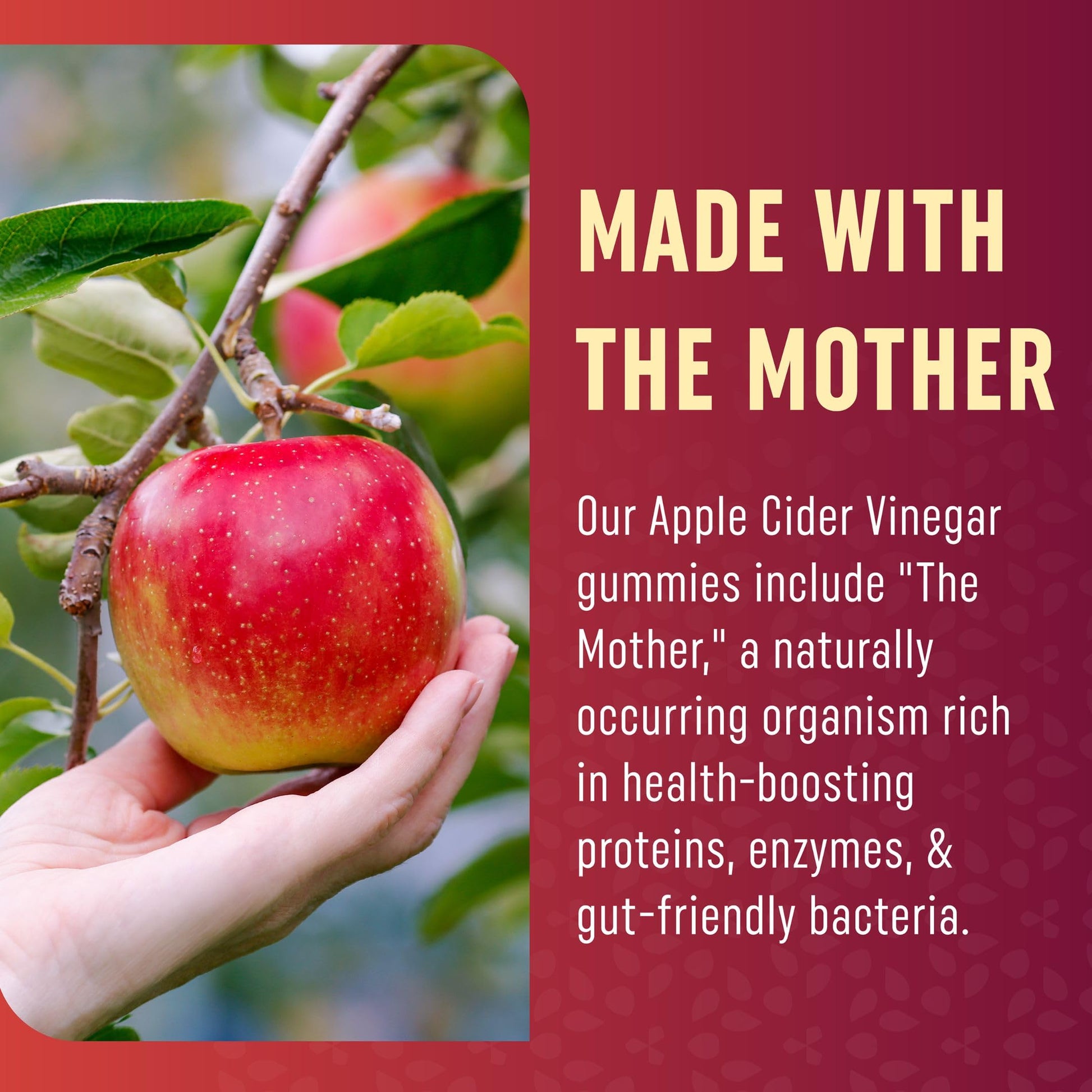 Organic Apple Cider Vinegar Gummies (60 Ct.) | Weight, Digestion, Detox, Immunity & Diet Support MAV NUTRITIONBuy Supplements Australia
