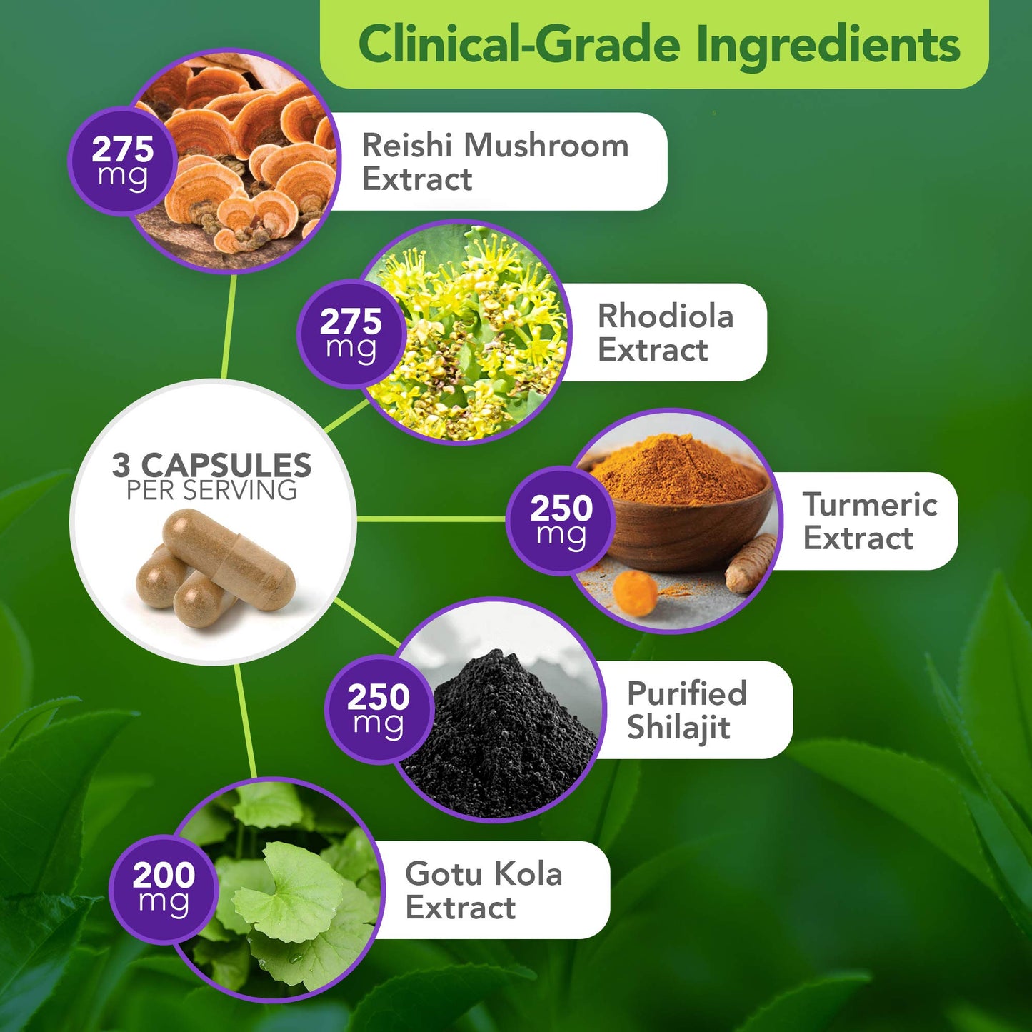 Vital Plan Daily Herbal Supplement by Dr. Bill Rawls – Herbal Immunity Booster for Immune Support, Microbiome Balance & Cell Health — Reishi Mushroom, Turmeric & Rhodiola Vital PlanBuy Supplements Australia