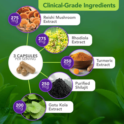 Vital Plan Daily Herbal Supplement by Dr. Bill Rawls – Herbal Immunity Booster for Immune Support, Microbiome Balance & Cell Health — Reishi Mushroom, Turmeric & Rhodiola Vital PlanBuy Supplements Australia