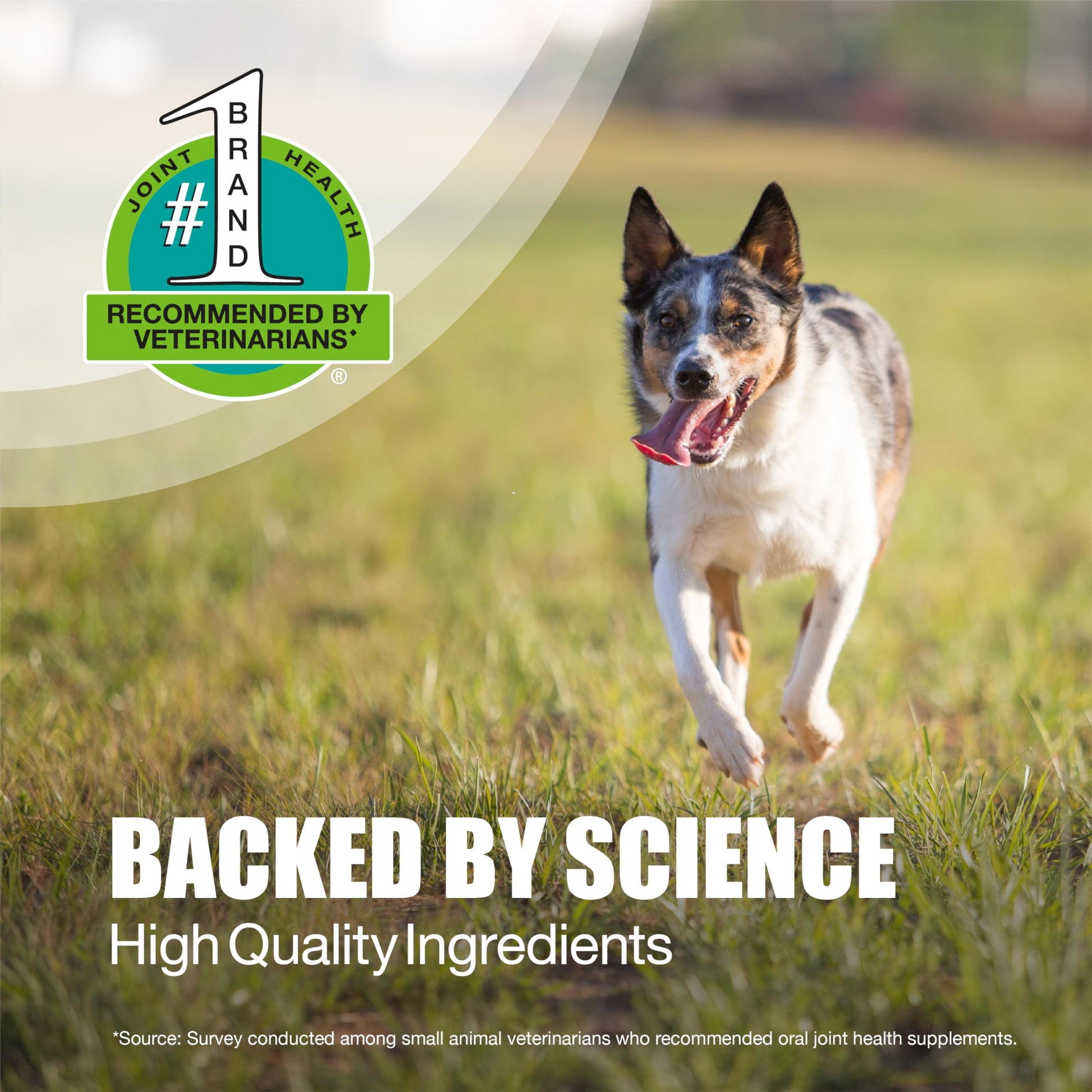 Nutramax Dasuquin for Small to Medium Dogs, Joint Health Supplement, Contains Glucosamine for Dogs, Plus Chondroitin, ASU, MSM and More, Supports Healthy Joints, Chewable Tablets, 84 Count Nutramax LaboratoriesBuy Supplements Australia
