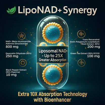NAD+ Supplement, 1,360mg Max Strength Liposomal | Resveratrol, Quercetin, Green Tea | Cellular Energy & Healthy Aging for Men & Women | 800mg of 100% High Purity NAD+ for Energy, Focus - 90 Capsules HolistnatureBuy Supplements Australia