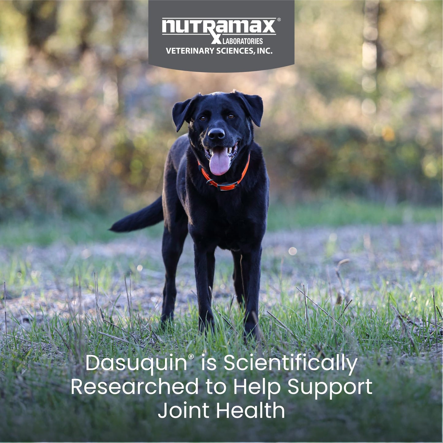 Nutramax Dasuquin for Large Dogs, Joint Health Supplement, Contains Glucosamine for Dogs, Plus Chondroitin, ASU and More, Supports Healthy Joints, Soft Chews, 84 Count Nutramax LaboratoriesBuy Supplements Australia