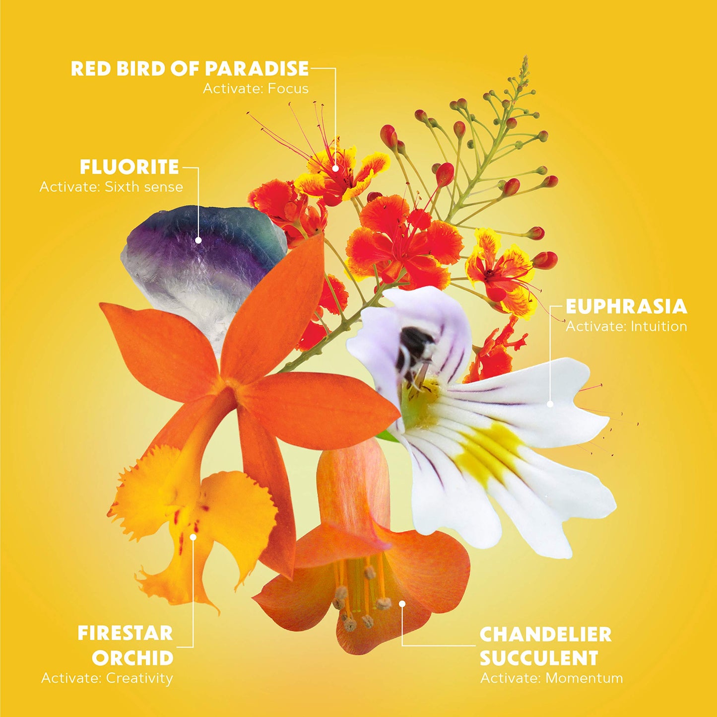LOTUSWEI Inspired Action Flower Essence Elixir – Enhance Focus, Concentration, Mental Clarity & Creativity – Flower Remedy Supplement LOTUSWEIBuy Supplements Australia