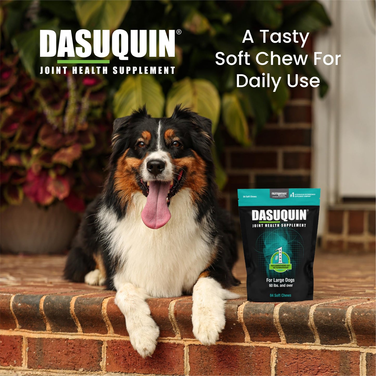 Nutramax Dasuquin for Large Dogs, Joint Health Supplement, Contains Glucosamine for Dogs, Plus Chondroitin, ASU and More, Supports Healthy Joints, Soft Chews, 84 Count Nutramax LaboratoriesBuy Supplements Australia