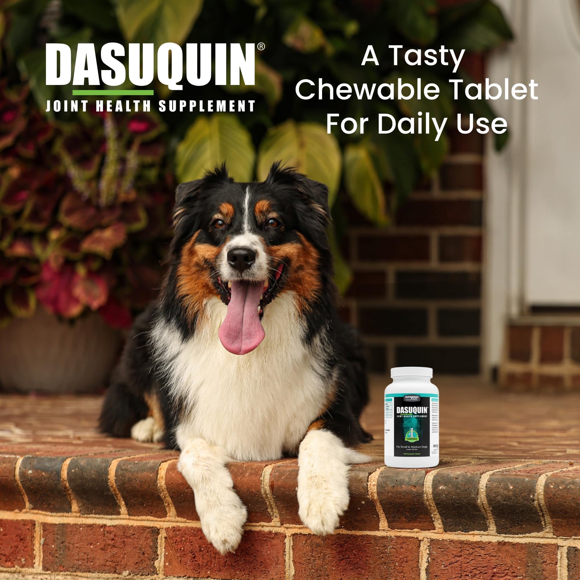 Nutramax Dasuquin for Small to Medium Dogs, Joint Health Supplement, Contains Glucosamine for Dogs, Plus Chondroitin, ASU and More, Supports Healthy Joints, Chewable Tablets, 150 Count Nutramax LaboratoriesBuy Supplements Australia