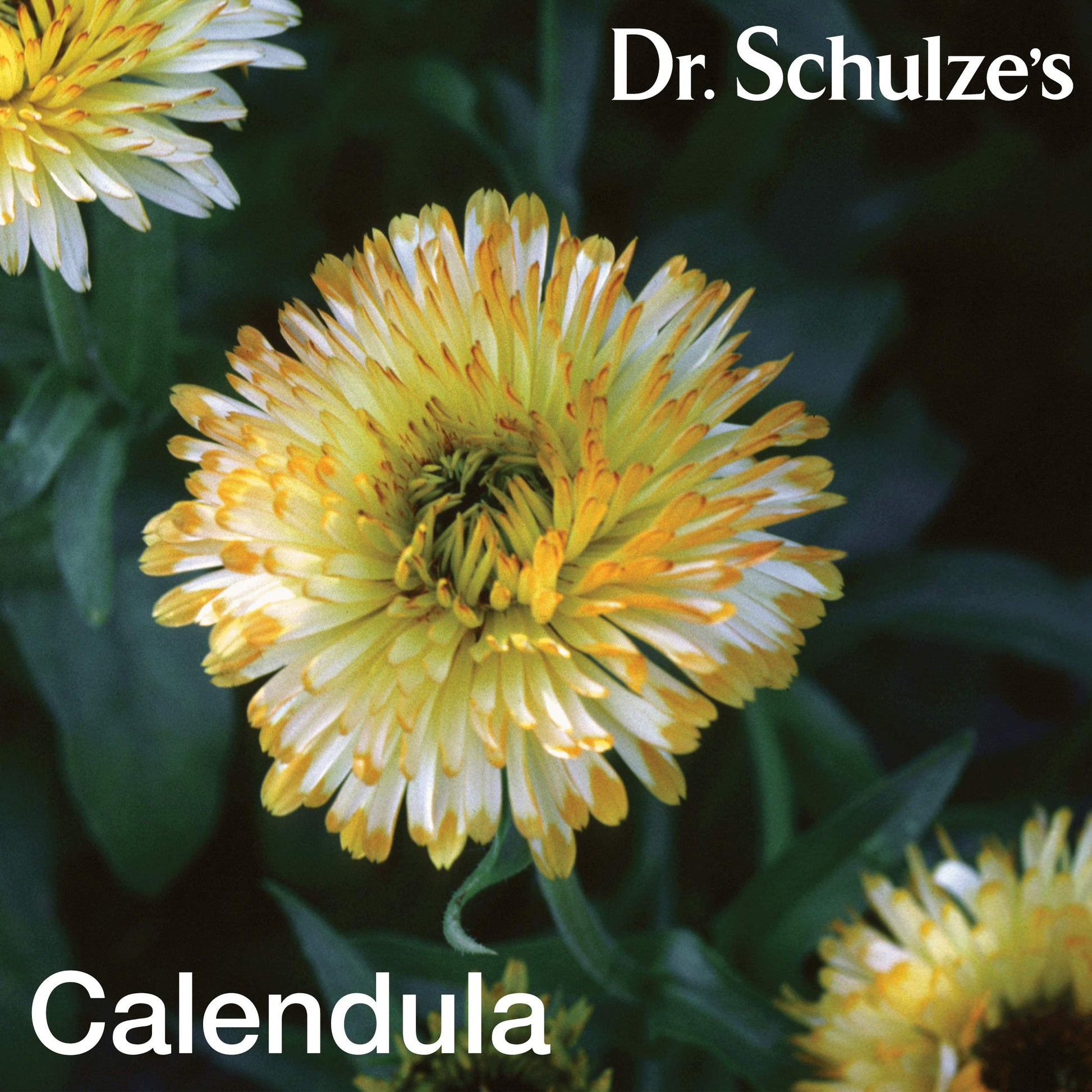 Dr. Schulze's Deep Tissue Oil | Powerful Herbal Support for Muscles, Tendons and Joints Dr. Schulze'sBuy Supplements Australia
