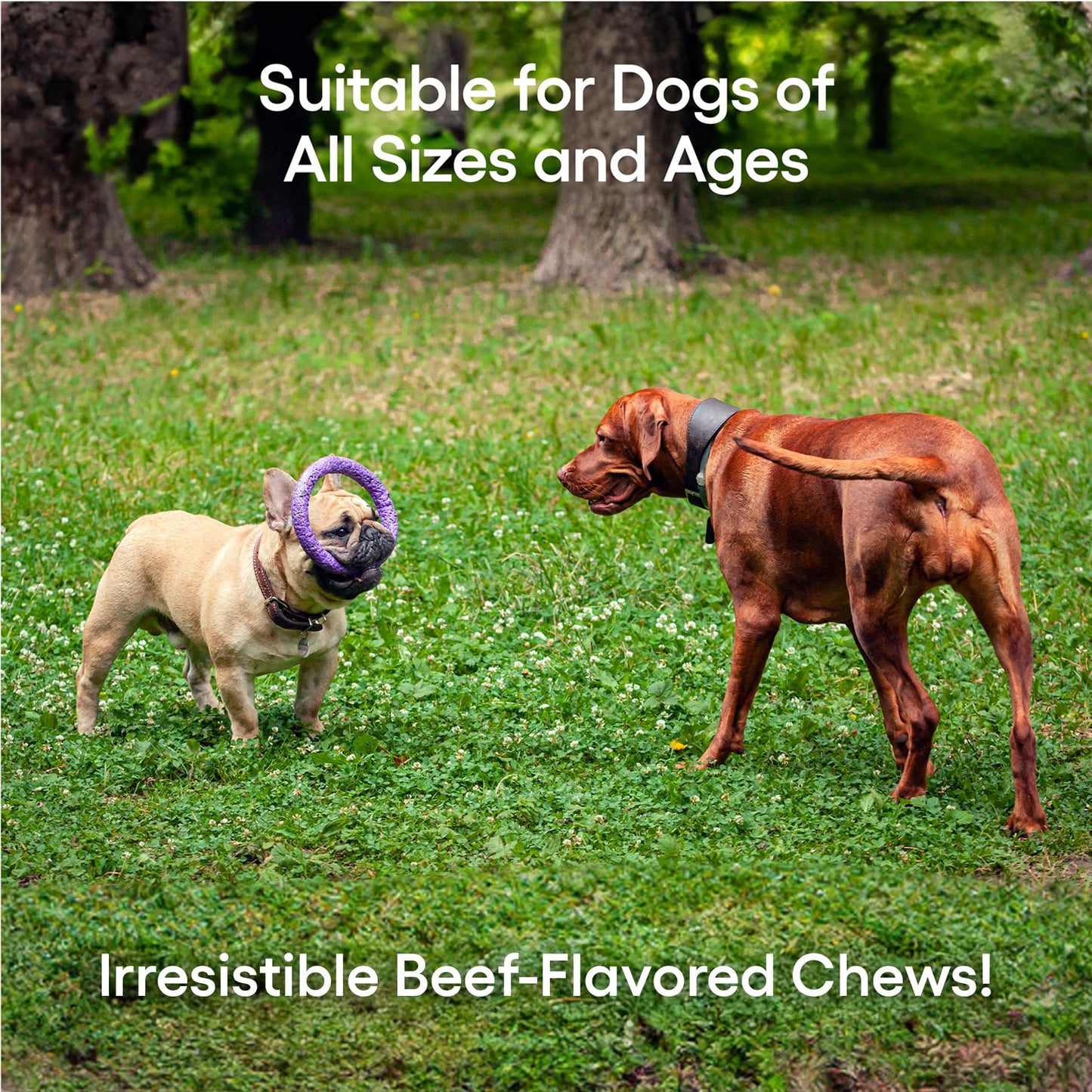 ecoNugenics PectaPaws Chewable Dog Supplements – Beef Flavor, 90 Count – PectaSol Modified Citrus Pectin + Glucosamine HCI for Dogs of All Ages, Supports Mobility, Joints, Immune Function, Pain Relief EcoNugenicsBuy Supplements Australia
