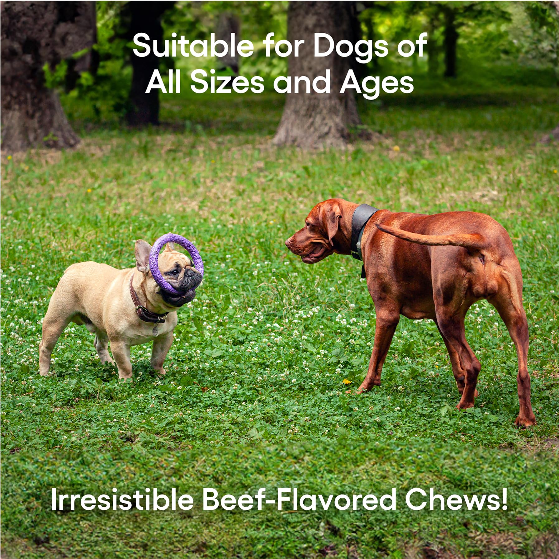 ecoNugenics PectaPaws Chewable Dog Supplements – Beef Flavor, 90 Count – PectaSol Modified Citrus Pectin + Glucosamine HCI for Dogs of All Ages, Supports Mobility, Joints, Immune Function, Pain Relief EcoNugenicsBuy Supplements Australia