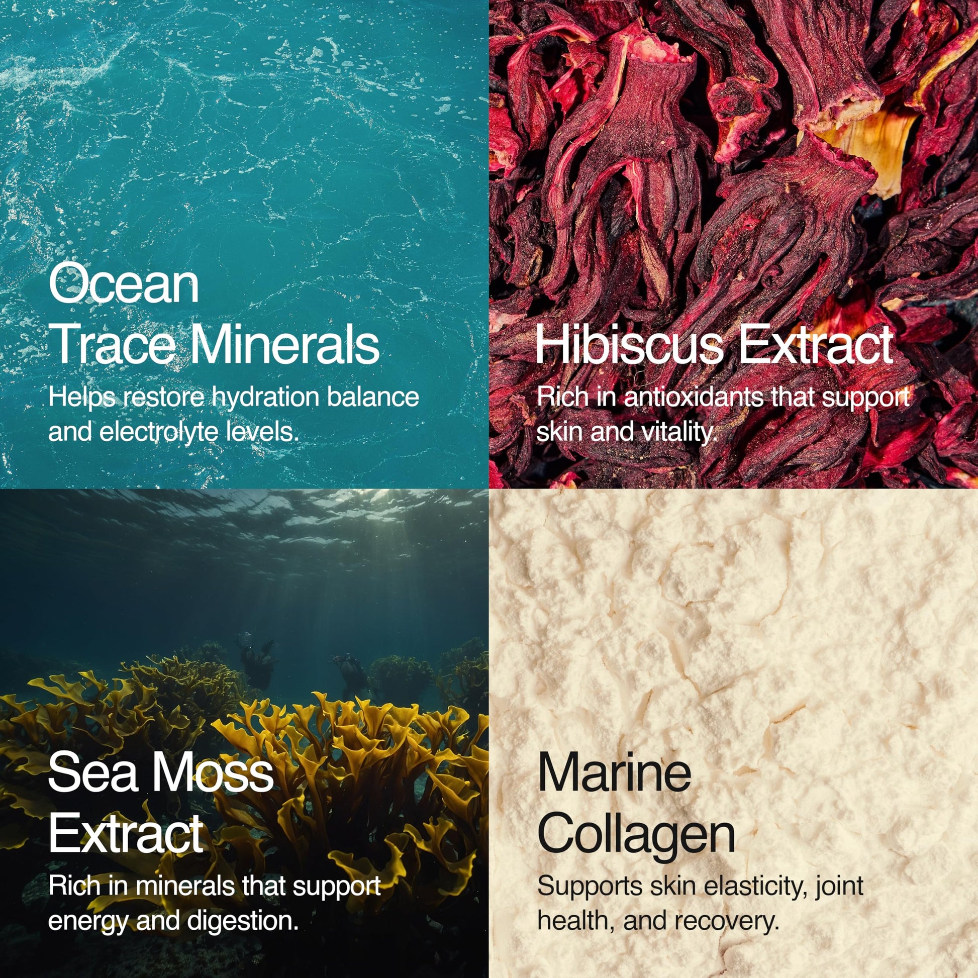 Sea Bloom Labs Marine Collagen Powder Stick Packs with Sea Moss Powder and Electrolytes, Hydration and Beauty Blend - Mango (8-Pack) Sea Bloom LabsBuy Supplements Australia