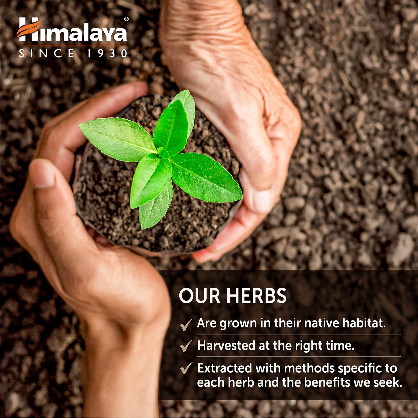 Himalaya Organic Gymnema Sylvestre for Glucose Metabolism, 700 mg HimalayaBuy Supplements Australia