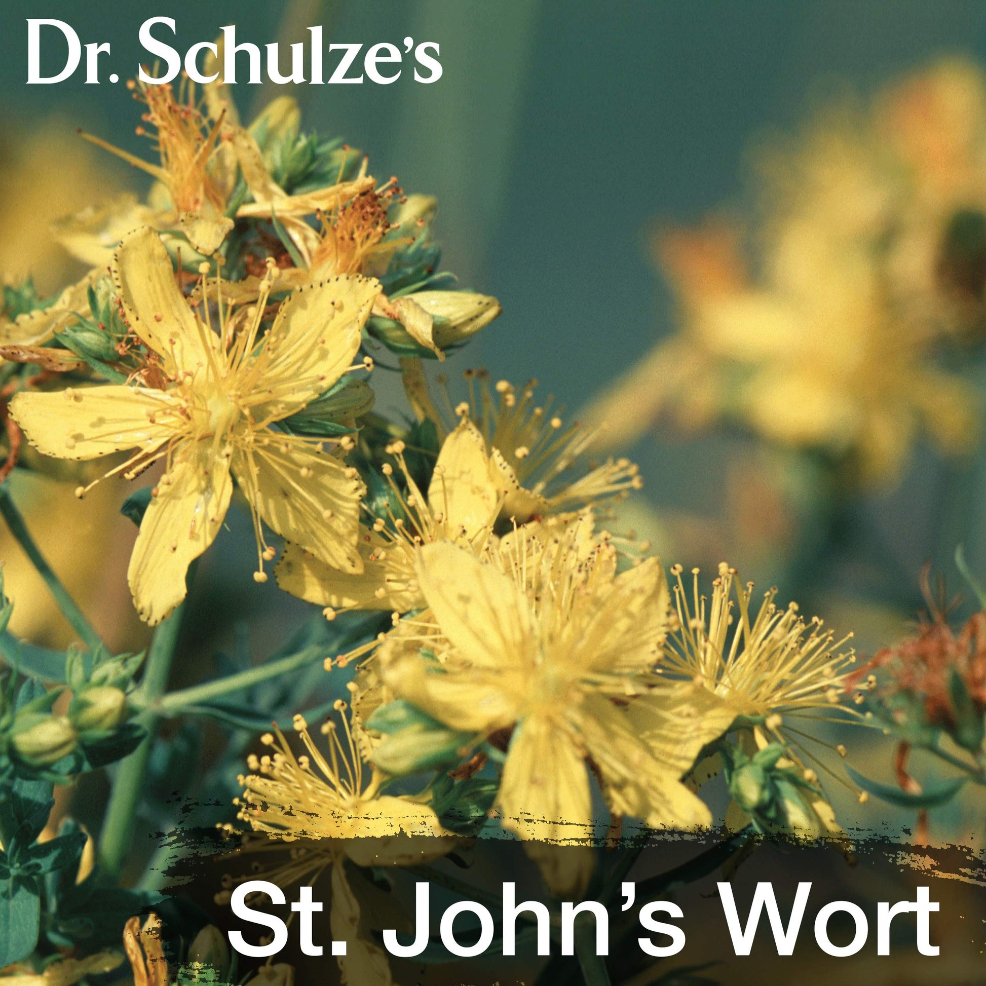 Dr. Schulze's Deep Tissue Oil | Powerful Herbal Support for Muscles, Tendons and Joints Dr. Schulze'sBuy Supplements Australia