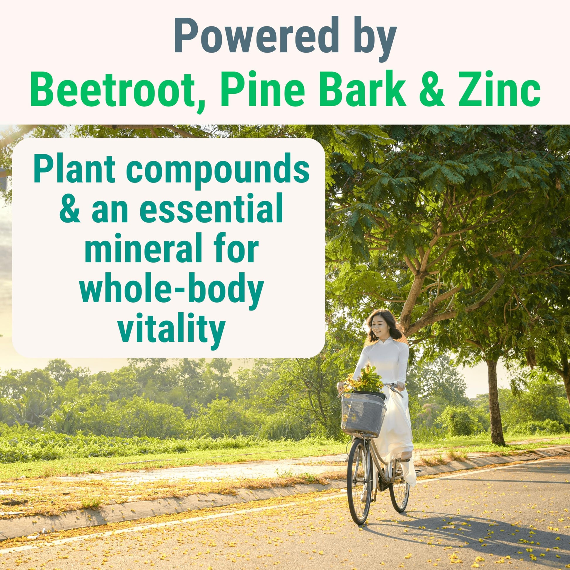 Pine Bark Extract L-Arginine L-Citrulline Beetroot Probiotic Fiber Methylated B Complex Zinc Gummies for Women Men Adults Kids w. Chicory Root Inulin 5-MTHF B6 P5P Powder Capsule Pill Supplement Alt SHIZAMBuy Supplements Australia