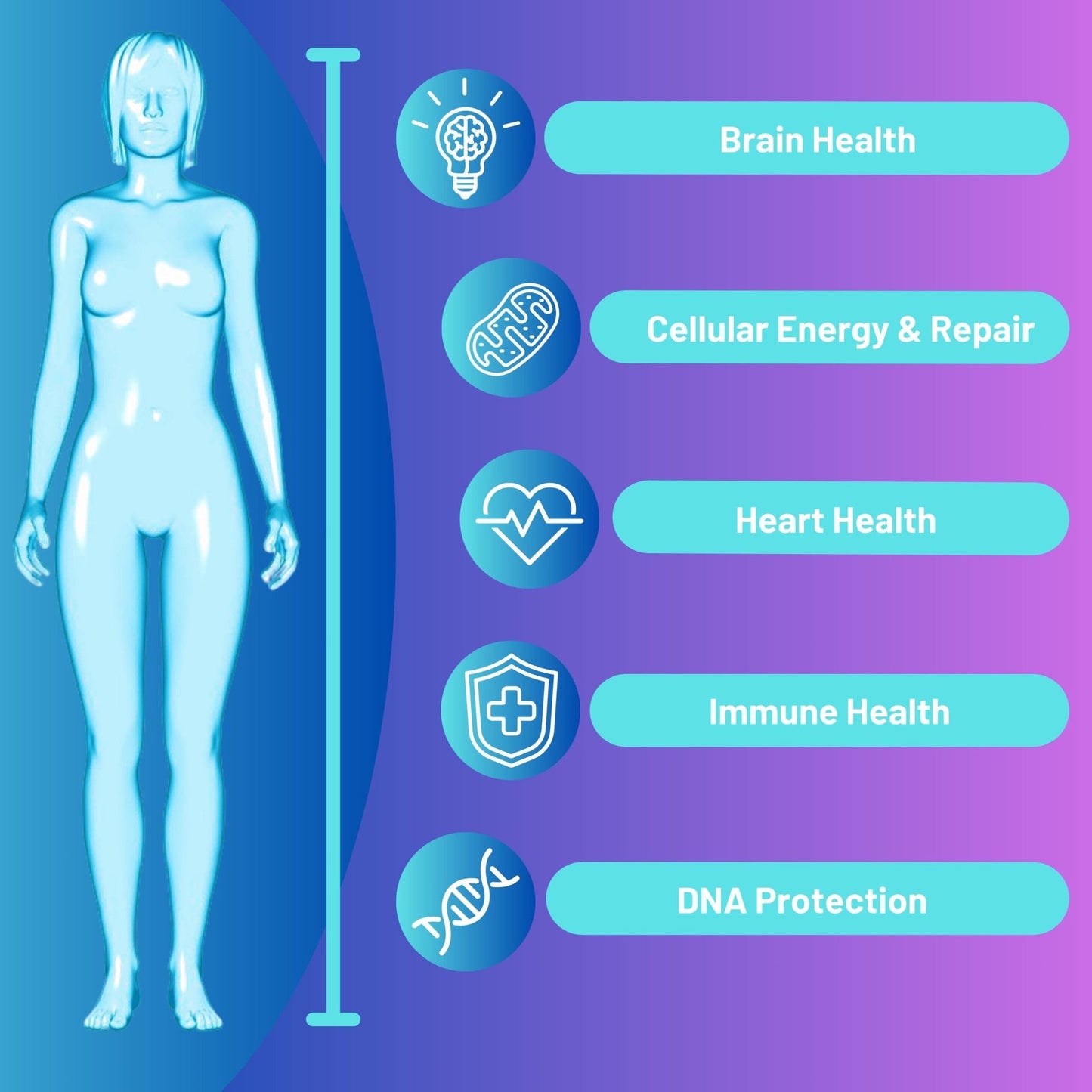 Advanced Bionetix NAD Supplement with Nicotinamide Riboside Plus Resveratrol, Quercetin, Betaine w/RiboYOUNG™ for True Anti Aging - Maple Wellness Supplements