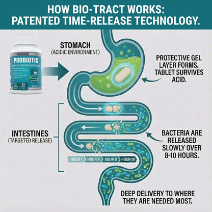 Balance ONE Time Release Probiotic – 15 Billion CFU – 12 Strains Including L. Plantarum – 15x More Survival Than Capsules – Bloating & Gas Relief – Gut & Digestive Health for Women & Men – 60 Tablets - Maple Wellness Supplements