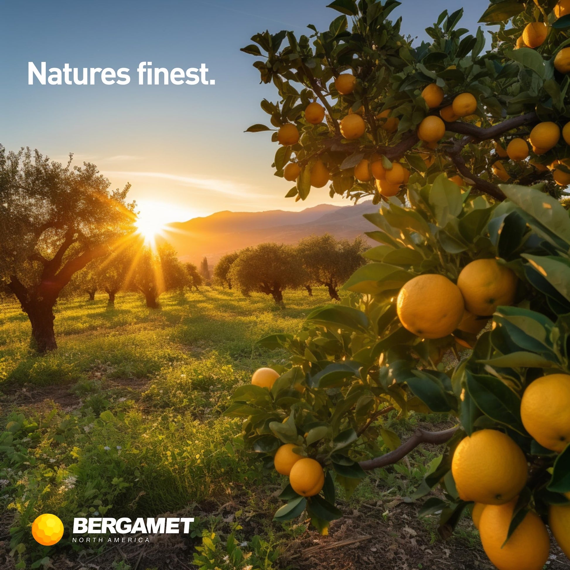 BergaMet Citrus Bergamot Supplement, 170:1 Extract, 1200mg per Serving, 80% Polyphenols, Italian Citrus Bergamot Supplement, - Maple Wellness Supplements