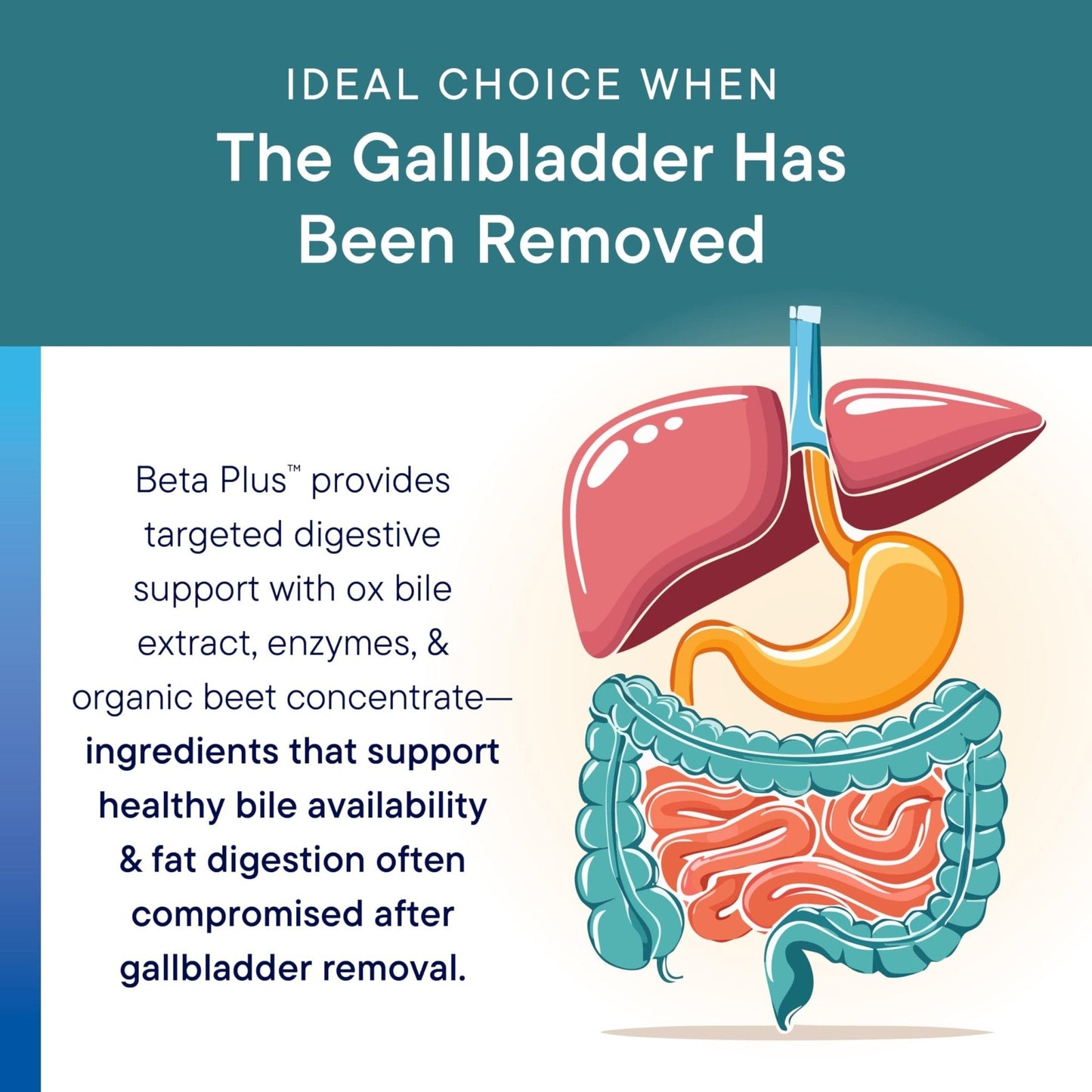 Biotics Research Beta-Plus™ Nutritional Ox Bile Salts Digestive Enzymes Supplement for Bile Production for No Gallbladder-Supports Overall Liver Function, - Maple Wellness Supplements