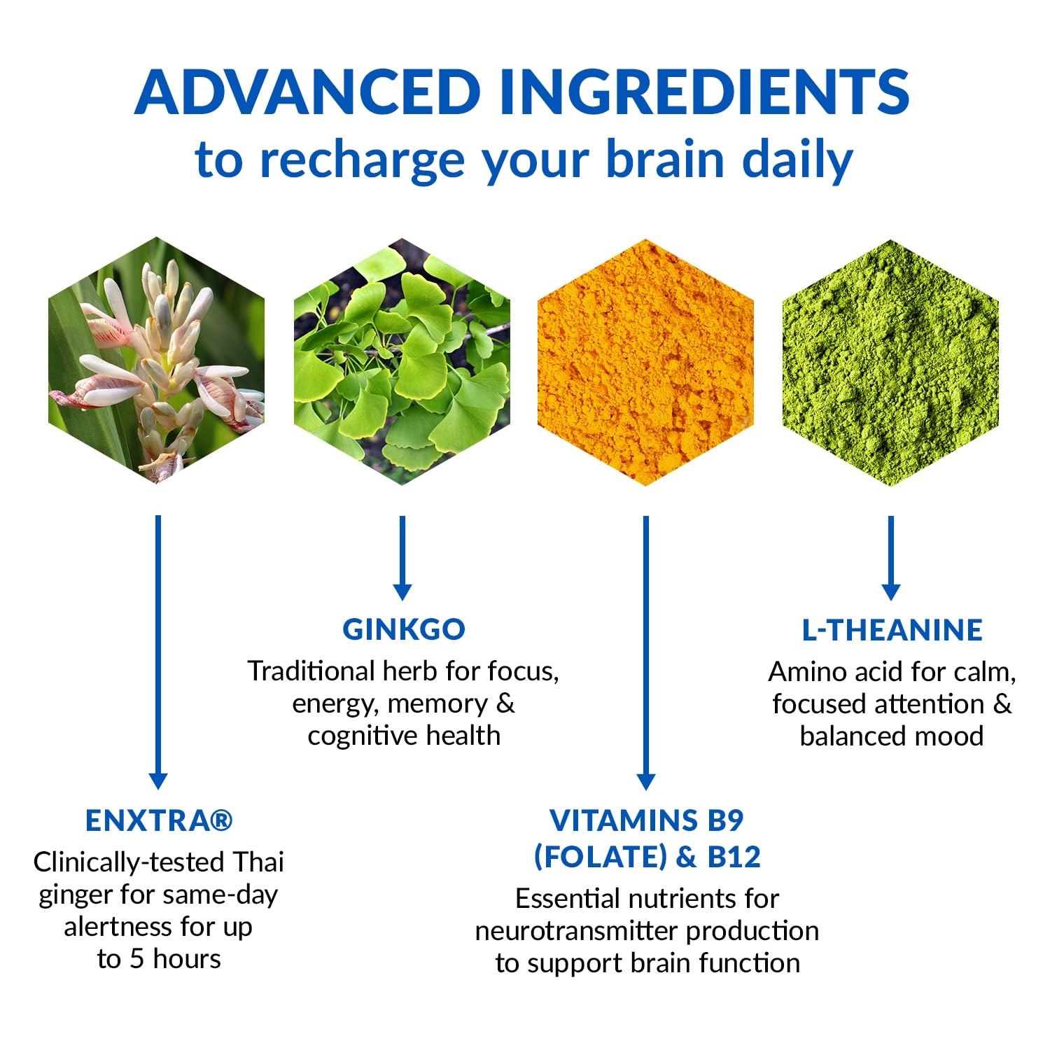BioTrust Brain Bright – Daily Nootropic Boost for Focus, Concentration, Mental Clarity – Caffeine Free Nootropics Brain Support Supplement – Thai Ginger, Ginkgo, Folate, L-Theanine – 30 Servings - Maple Wellness Supplements