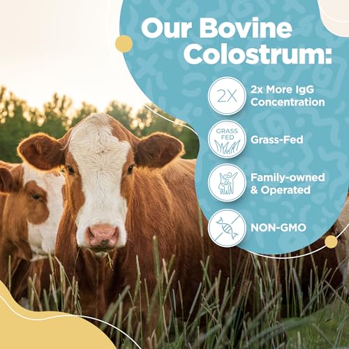 Bovine Colostrum Powder - 40% IgG Highly Concentrated Pure Bovine Colostrum - Maple Wellness Supplements
