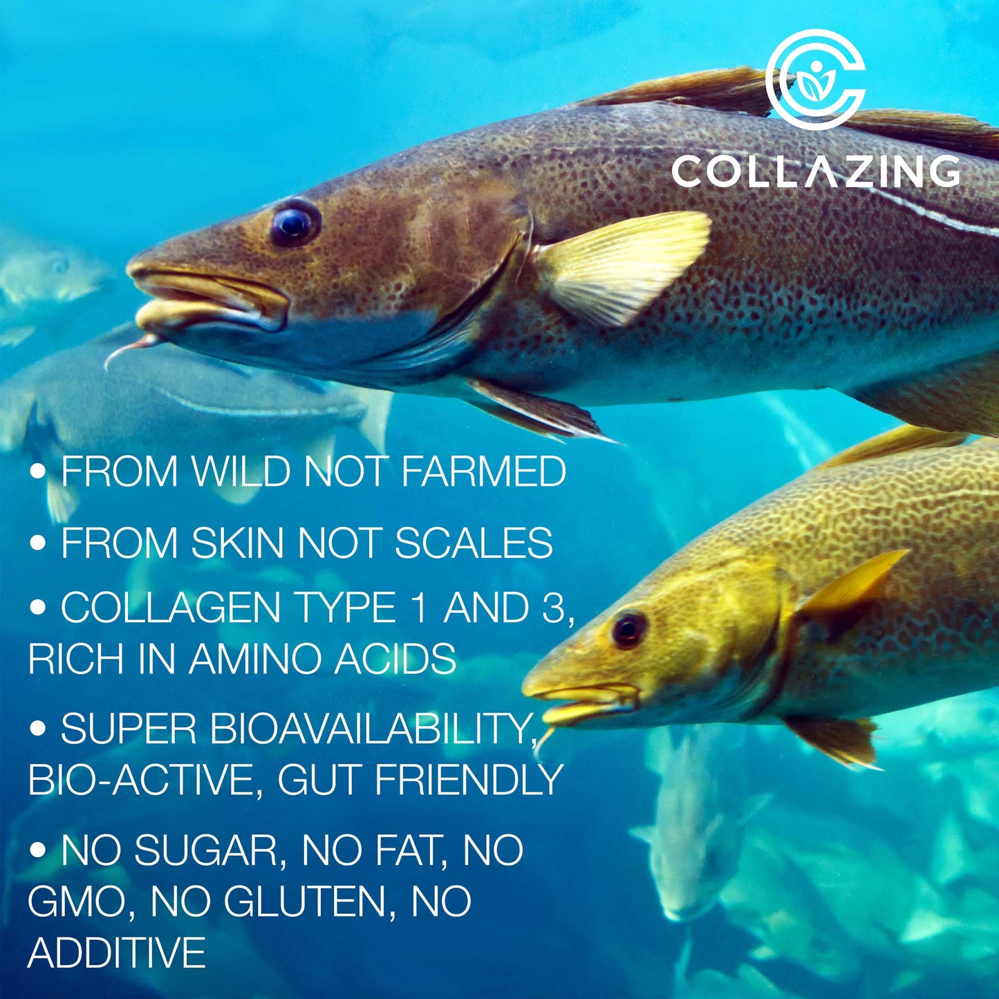 C COLLAZING - Alaskan Wild-Caught Marine Collagen Peptides with Hyaluronic Acid & Vitamin C - Supports Skin, Hair, Nails, Joints & Bones - Type 1 & 3 Collagen - Maple Wellness Supplements