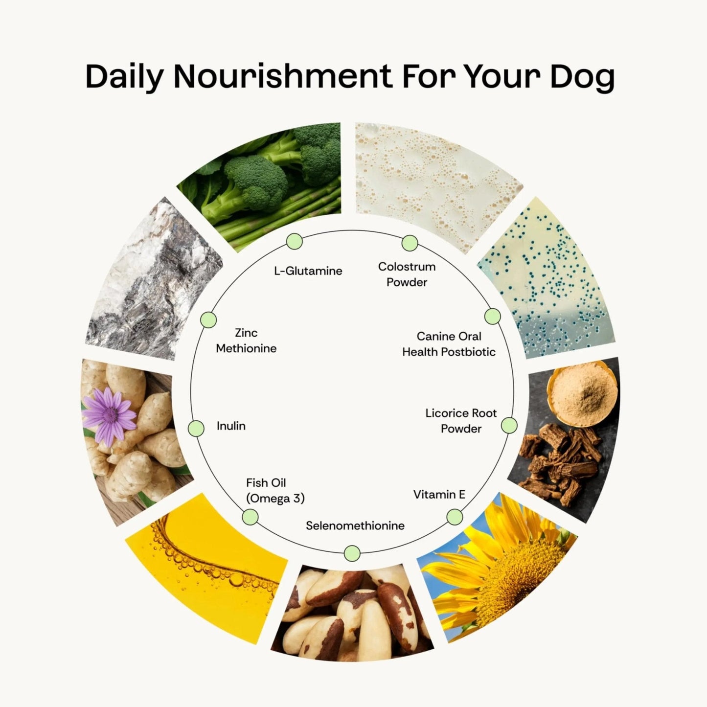 Daily Prebiotic + Postbiotic Dog Supplement Powder | 12-in-1 Support for Gut, Joints, Allergy, Immunity, Calming & Oral Health | Human-Grade Ingredients, No Artificial Flavors-No Fillers - 30 Sachets - Maple Wellness Supplements