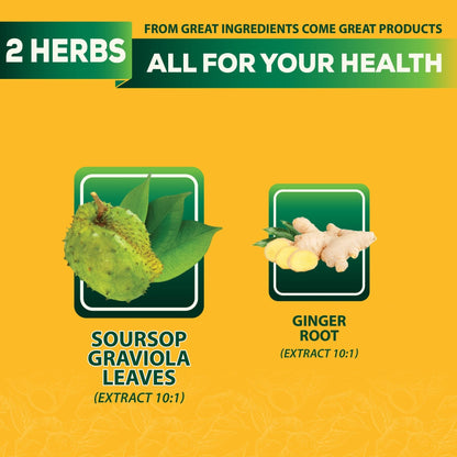 DEDICAD Soursop Leaves Tea Bags with Ginger, 30 Tea bags, 2gr/bag - Non-GMO/Caffeine free - Support Digestion, Well Skin, Immune System - Maple Wellness Supplements